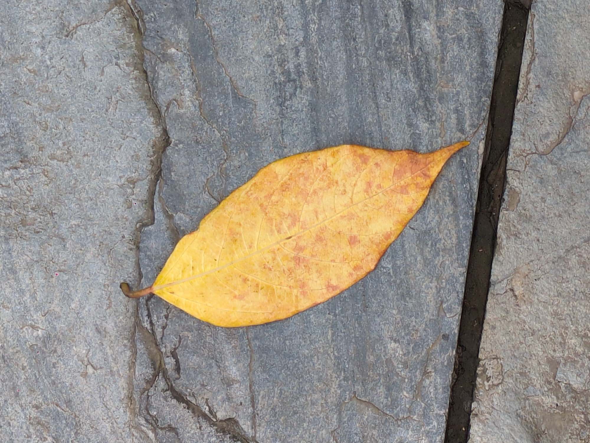 A single yellow leaf with red speckles lies on a gray, textured surface, possibly stone or pavement. The leaf is elongated with a pointed tip and a stem. The background appears to be composed of irregularly shaped, flat stones with visible cracks and variations in texture and color. A dark, narrow line runs horizontally across the bottom of the image, suggesting a joint or a gap between paving elements. The lighting is even, indicating an overcast day or shade. The scene is devoid of any human presence or activity. The image does not provide any specific information about its location in the city of Haini, India.