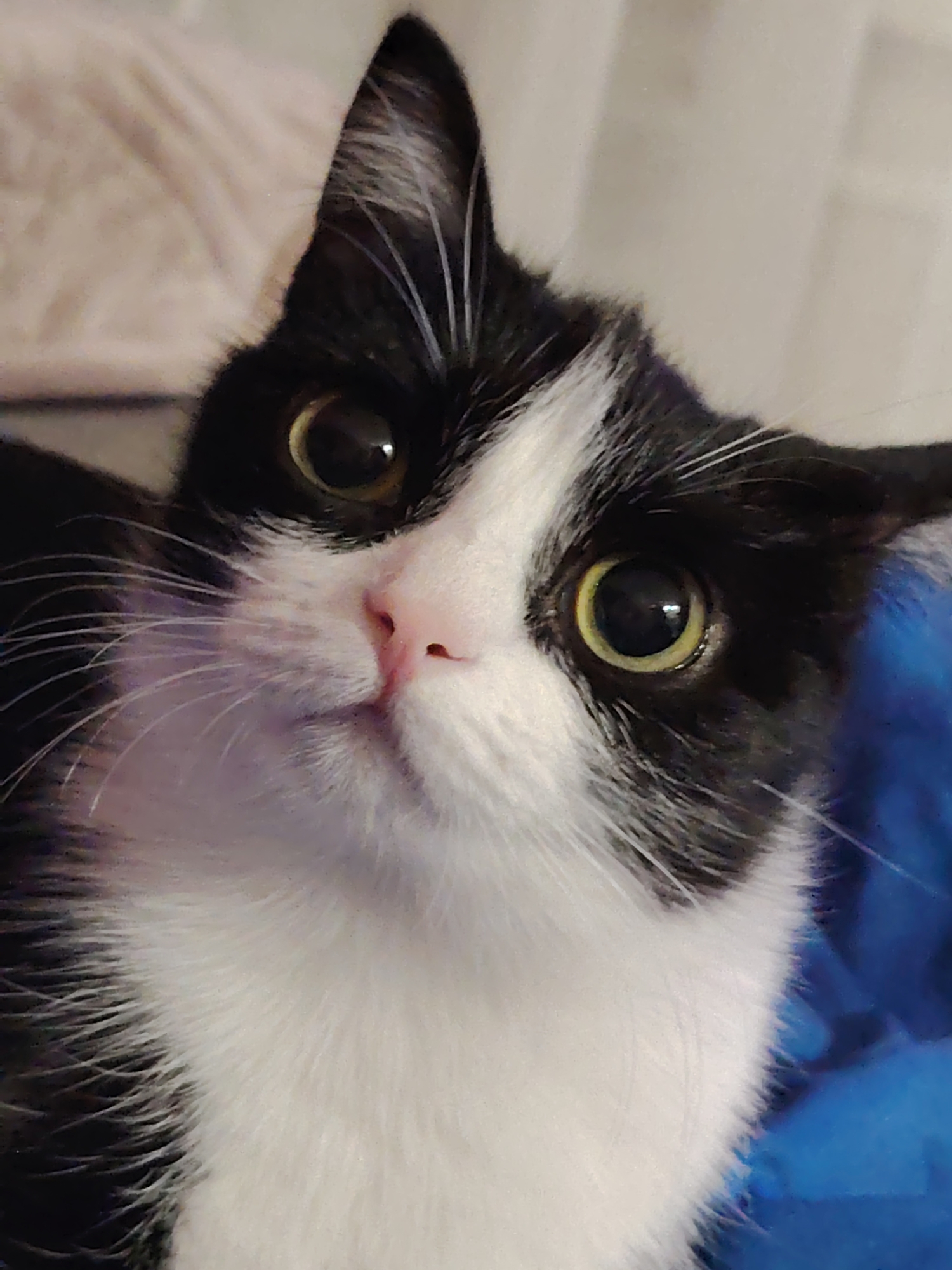 A close-up shot features a black and white cat with large, round, greenish-yellow eyes. The cat's fur is primarily white on its chest and face, with black markings around its eyes and ears. One ear is perked up while the other is slightly angled. The cat's nose is pink. The background is blurred.