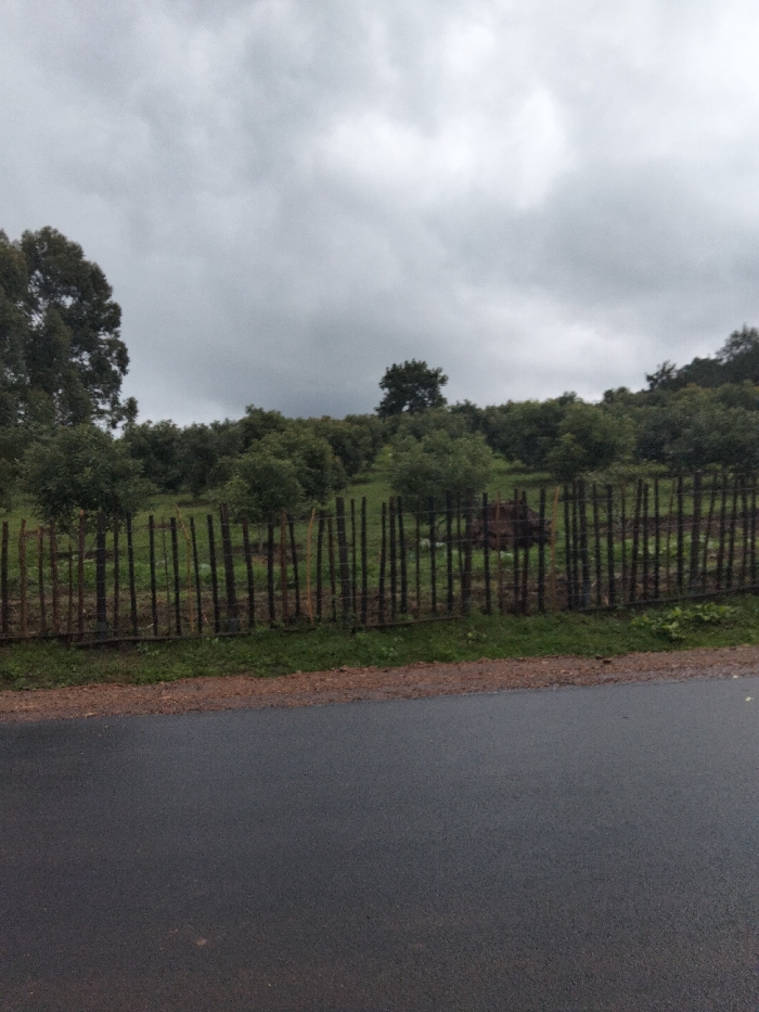 This image captures an outdoor scene in Nyansiongo ward, Kenya, under a heavily overcast sky with uniform light gray clouds. The foreground consists of a dark gray asphalt road, appearing damp, bordered by a narrow strip of reddish-brown gravel and a line of green grass. A rustic fence, constructed from irregularly spaced dark wooden posts, extends horizontally across the midground. Beyond the fence, a gently sloping green field contains numerous small to medium-sized green trees, suggestive of an orchard or cultivated land. A dark brown, low-lying, indistinct mass is situated among these trees within the fenced area. The background features rolling hills densely covered in green foliage and additional trees. No individuals or specific actions are depicted.