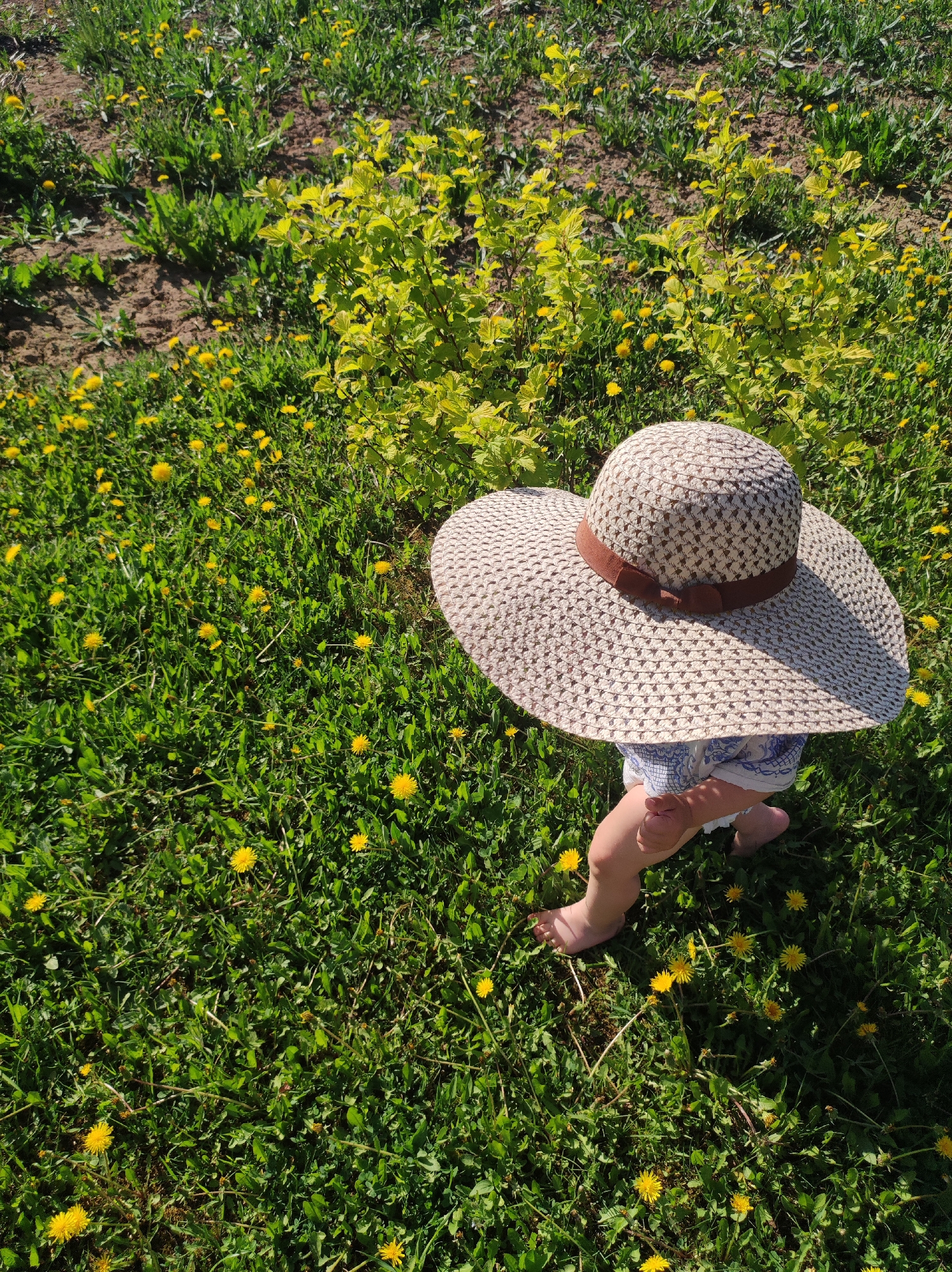 A high-angle, outdoor shot captures a child wearing a large, woven sun hat standing in a field of green grass dotted with numerous yellow dandelions. The child's bare feet are visible, and their legs are clad in a blue and white patterned garment. Behind the child is a patch of verdant foliage. The location appears to be Фоки, Russia, based on the provided coordinates.