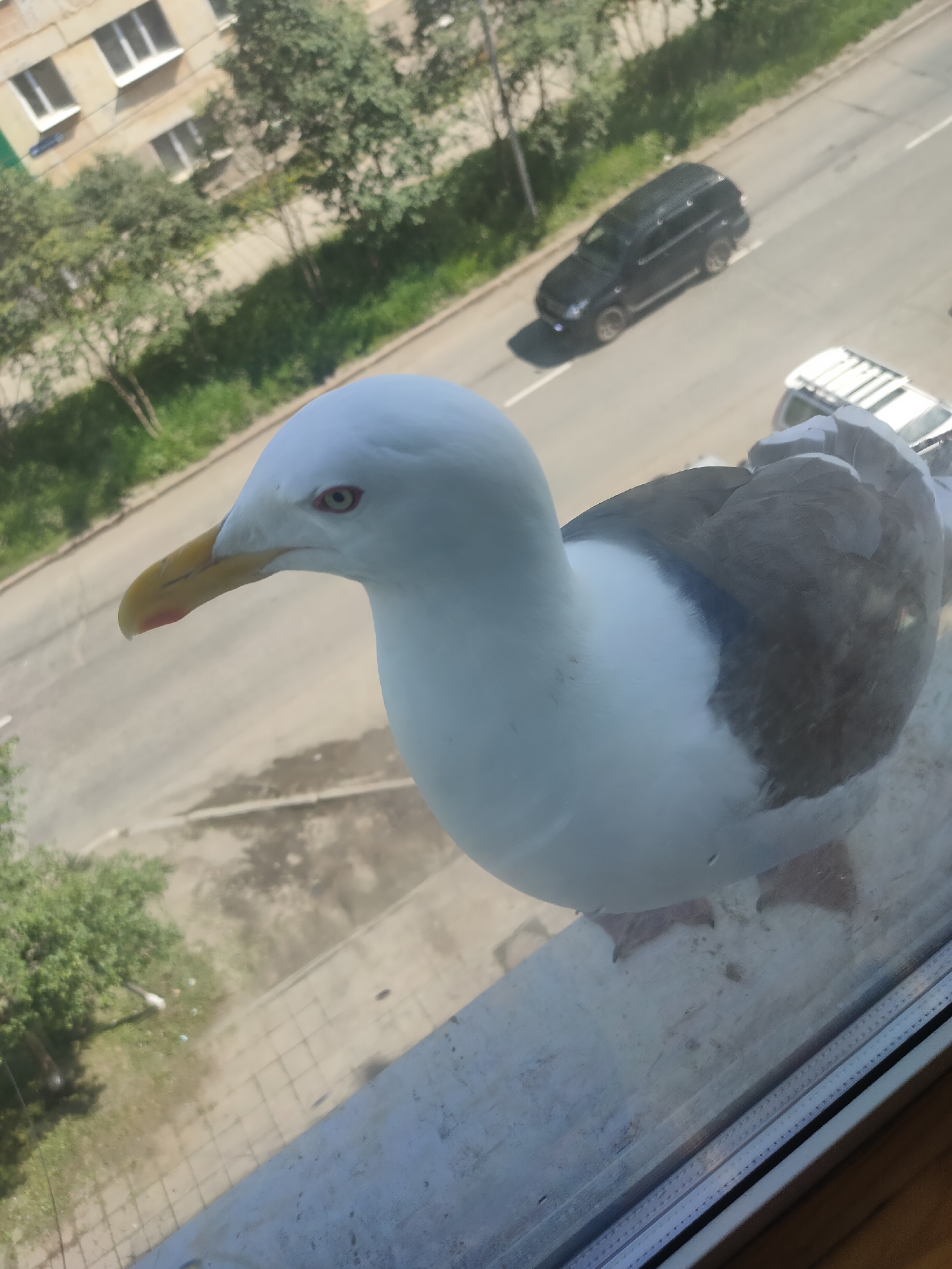 An adult seagull is perched on a windowsill, its body angled towards the street below. The bird's head is turned to its left, revealing a yellow beak with a reddish tip and alert red eyes. Its chest and head are white, contrasting with its grey wings. In the background, a street runs parallel to a sidewalk with a strip of green grass. A black SUV is driving on the street, and a white vehicle with a roof rack is parked further down. Across the street, a multi-story building with visible windows stands partially obscured by trees. The image appears to have been taken in Magadan, Russia, likely during daylight hours due to the bright lighting.