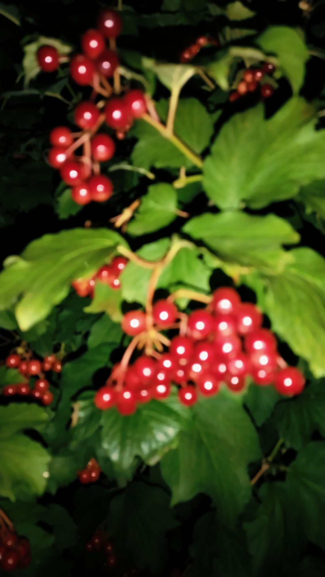 The image depicts a close-up view of clusters of bright red berries against a backdrop of dark green leaves. The berries are round and appear to be growing on thin stems, forming bunches. The lighting is dim, creating a contrast between the illuminated berries and the darker foliage, suggesting it may be nighttime or a shaded area. The overall impression is one of a natural scene, possibly a shrub or tree bearing fruit. The image does not provide any specific visual cues to pinpoint its location within Horishni Plavni, Ukraine, or to identify any people or specific actions.