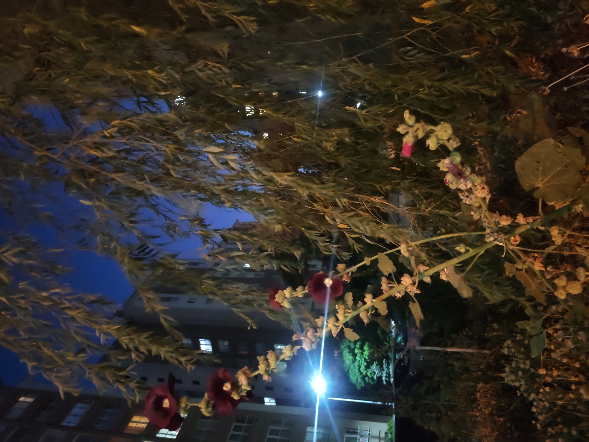 The image depicts a close-up view of hollyhock flowers against a backdrop of apartment buildings and a weeping willow tree at night in Etimesgut, Turkey. The sky is a deep blue, indicative of twilight or nighttime. The apartment buildings, on the left side of the frame, have illuminated windows, suggesting occupancy. A bright street light is visible in the mid-ground, casting a glare. The hollyhock plant features several dark pink to burgundy flowers and developing seed pods. The weeping willow, with its long, drooping branches, dominates the right side of the image. The foreground shows a dense collection of plants and dried vegetation. There are no people visible in the frame.