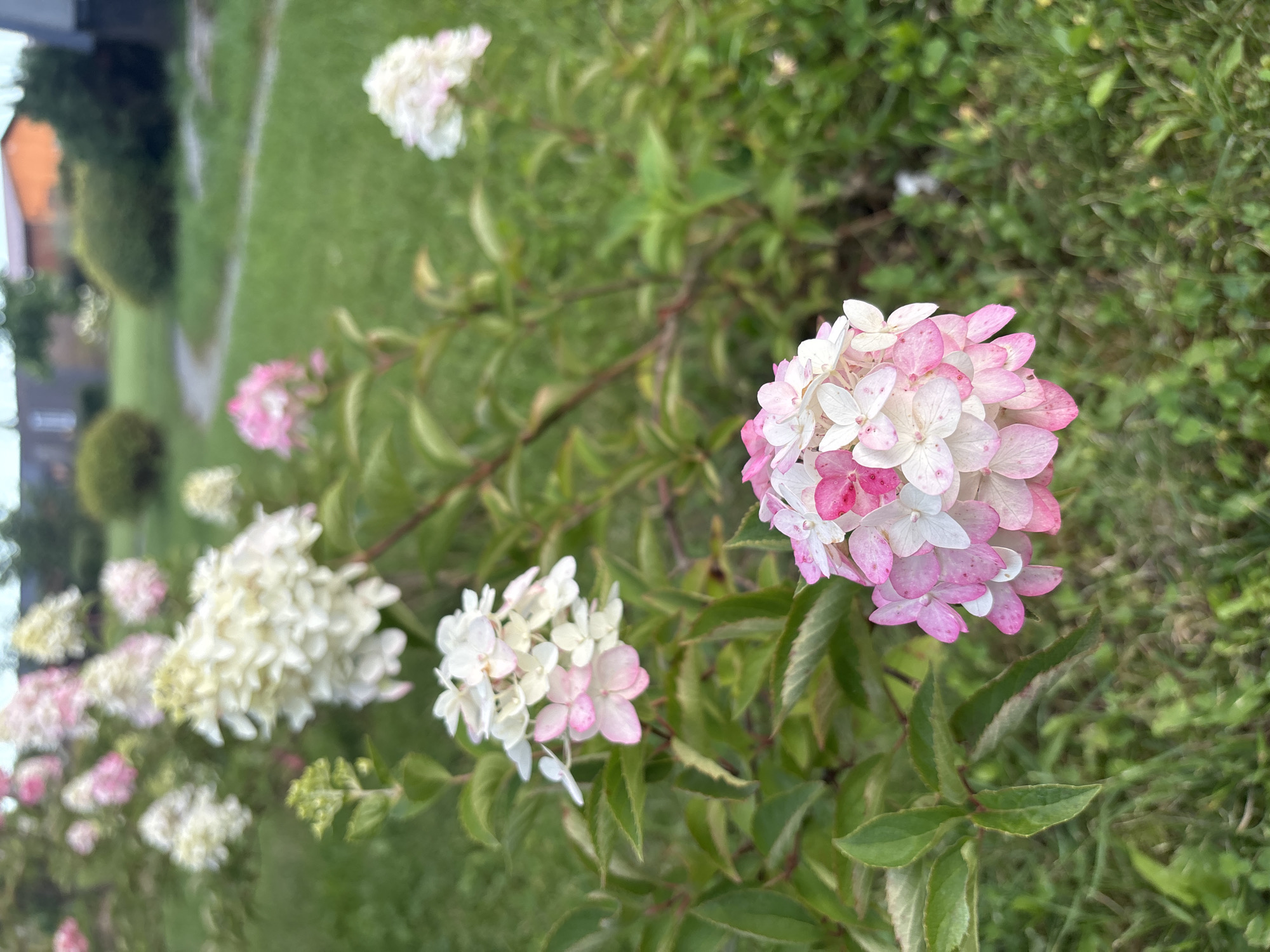 A close-up, low-angle shot captures a cluster of pink and white hydrangeas in bloom, positioned in the foreground. The flowers are the primary subject, with the plant's green leaves visible around them. In the blurred background, a winding path cuts through a grassy lawn, leading towards residential buildings with orange and brown roofs. The scene suggests a tranquil garden setting, potentially in Zvenigorod, Russia, during daylight. There are no people or animals present.
