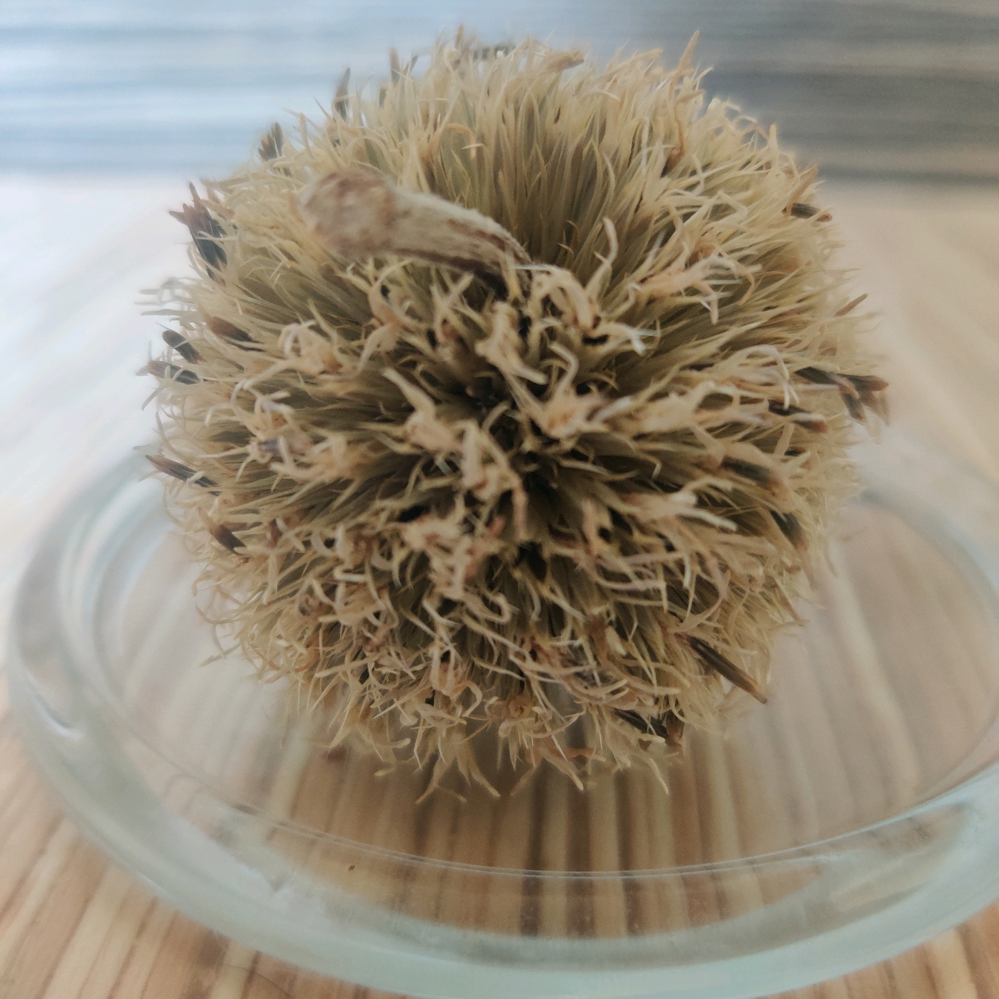 A close-up, overhead shot captures a dried chestnut burr resting inside a clear glass dish on a wooden surface. The burr is spherical and spiky, with thin, light-brown, bristle-like structures radiating outwards. Darker, seed-like elements are visible interspersed within the spiky exterior. The glass dish has a subtle sheen and reflects the surrounding environment. The wooden surface beneath the dish displays a pattern of light and dark brown stripes. The background is softly blurred, showing hints of a light blue and white striped pattern, possibly indicating a wall or curtain. No people are present, and no specific location in Hrodna, Belarus, can be determined from the image.