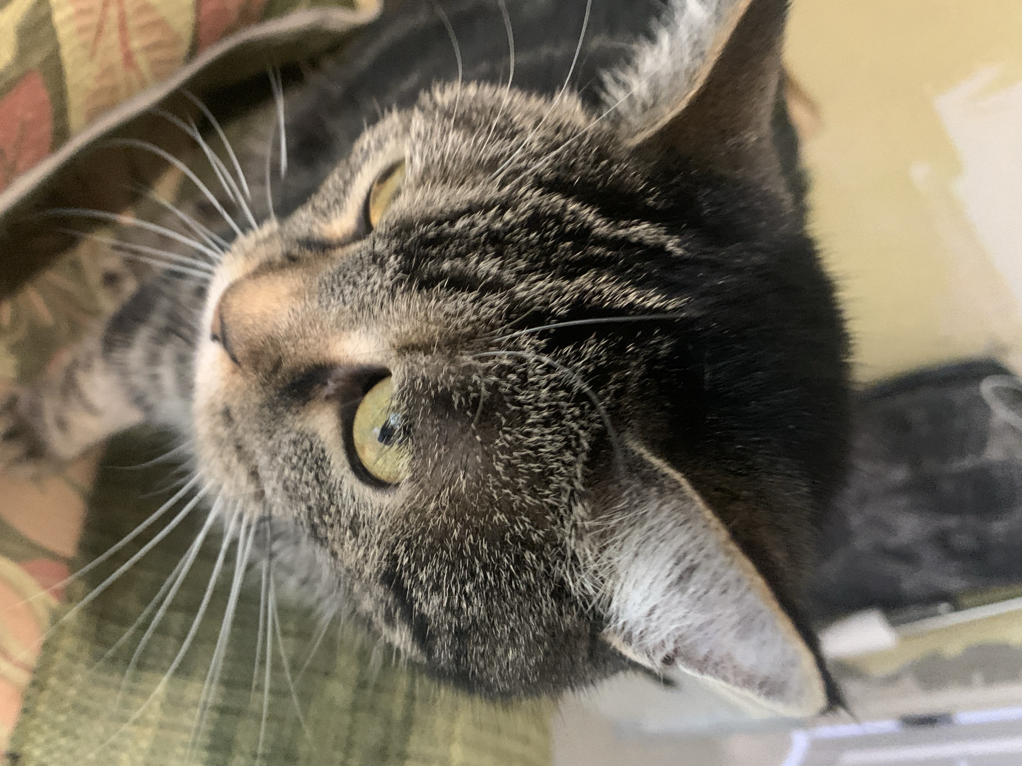 A close-up, slightly rotated, overhead shot of a tabby cat's face. The cat has grey and brown striped fur, with white whiskers extending outwards from its nose. Its eyes are green-yellow. The background includes a patterned fabric in muted green and brown tones, and a surface with an indistinct white or light-colored object. The location of the city of Stavropol, Russia is not indicated.