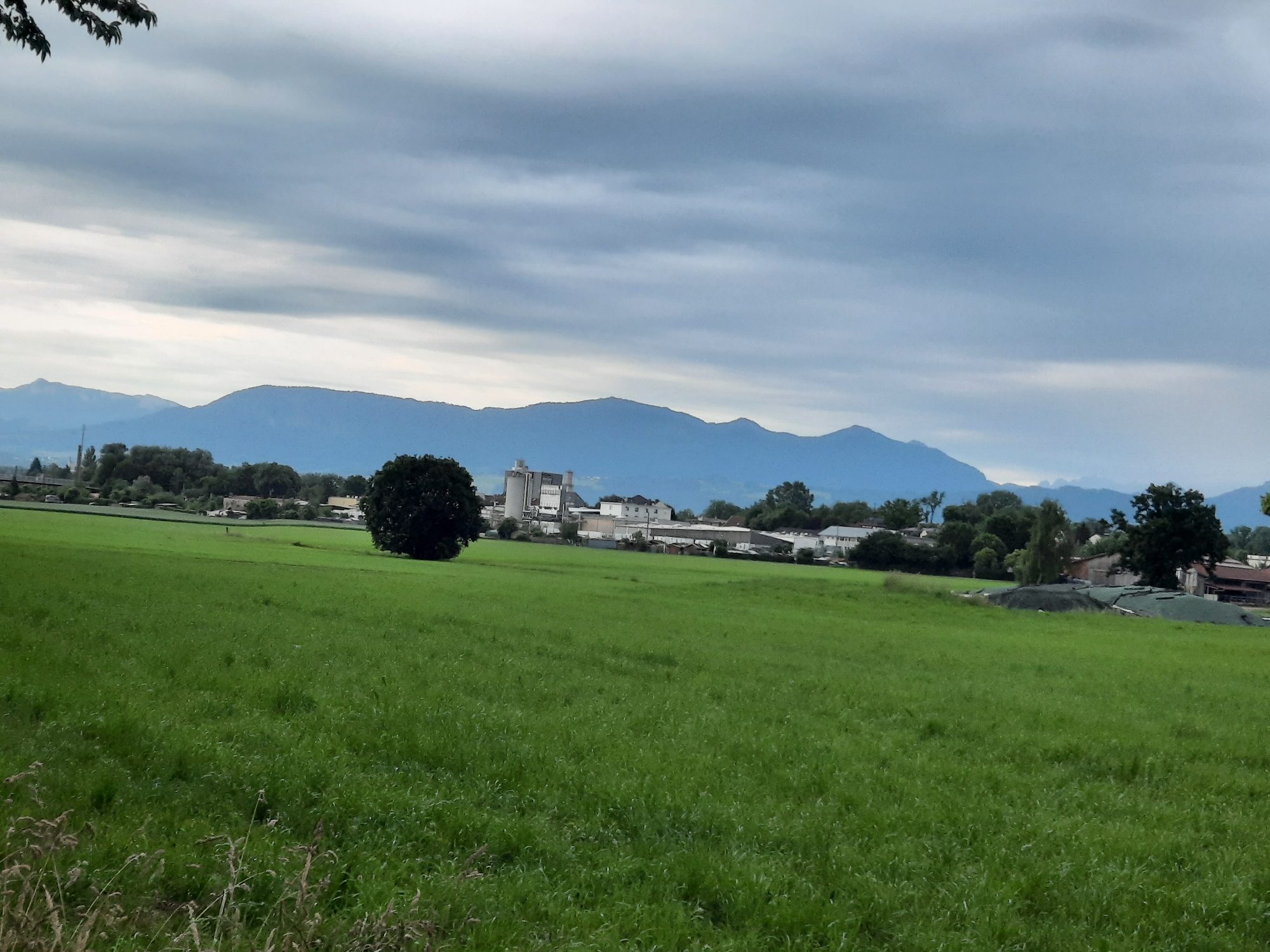 A wide shot captures a verdant green field in the foreground, its grass swaying slightly under a cloudy, overcast sky. In the mid-ground, a cluster of buildings, including what appears to be a factory or industrial complex with silos, is nestled amongst trees. The architecture is predominantly white and grey. A solitary, large, dark green tree stands to the left of the buildings. The background is dominated by a range of blue-hued mountains stretching across the horizon. The image appears to be taken from the outskirts of Rosenheim, Germany, suggesting a rural or semi-rural landscape bordering an industrial area and mountainous terrain. There are no visible people or animals in the scene. The overall impression is one of a calm, possibly pre-storm or post-rain atmosphere, given the cloud cover.