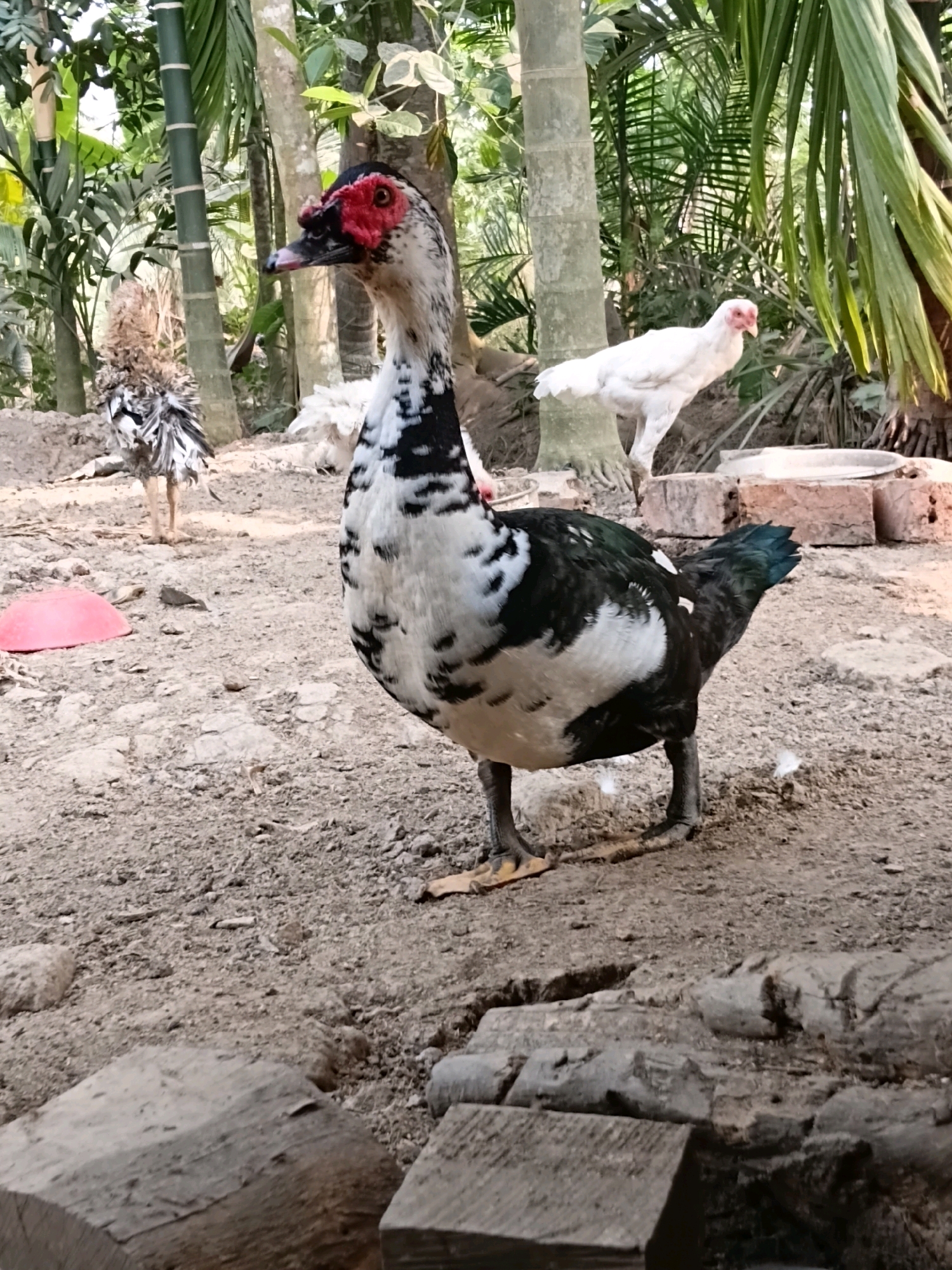 A black and white duck with a red face stands on sandy ground. In the background, a white chicken is visible. The environment appears to be a rural area in Margo Rukun, Indonesia, with trees and foliage surrounding the animals. The ground is covered with sand and scattered debris, including some bricks.
