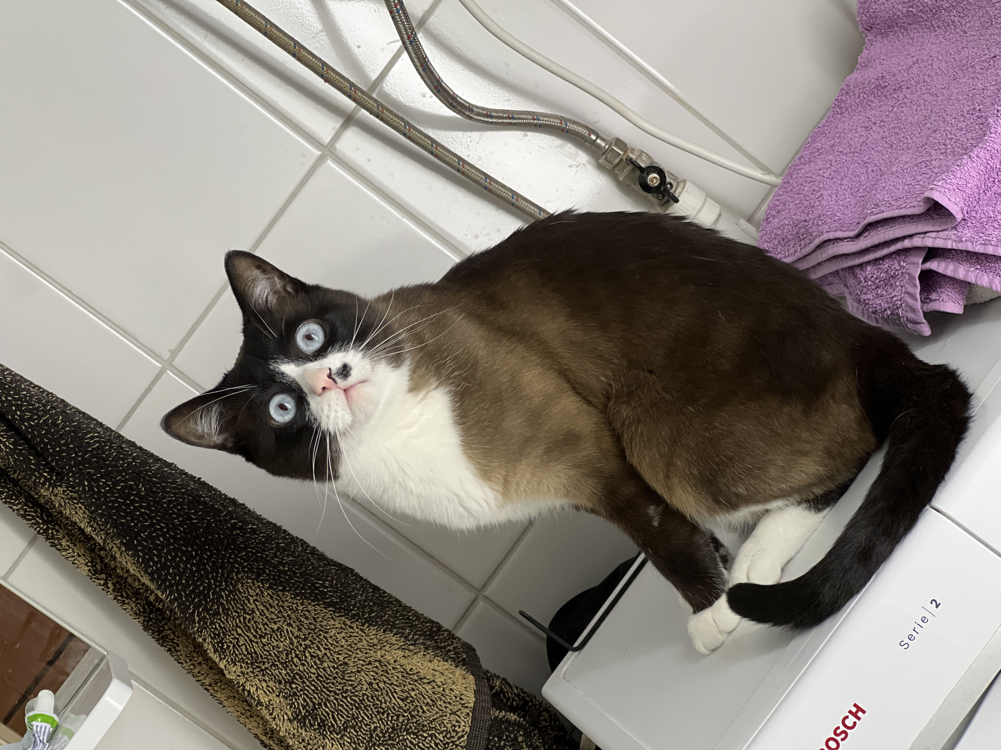 A Siamese cat with blue eyes and a white chest is lying on a white surface next to a folded pile of lavender towels. A water supply pipe and a white power cord are visible on the tiled wall behind the cat. A dark towel is draped on the left side of the frame. The word "BOSCH Serie 2" is visible on the white surface the cat is lying on. There is no indication that the location is in Noviy, Russia.