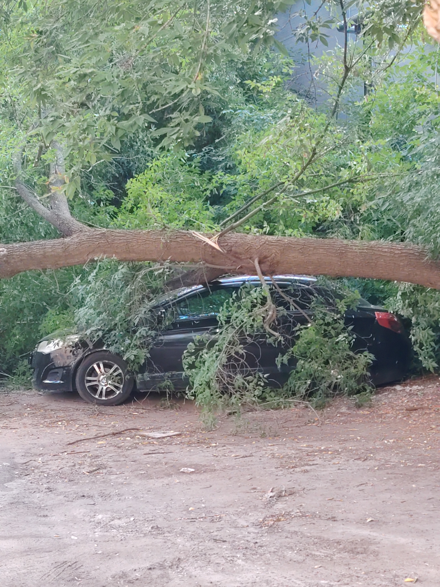 A black car is crushed under a fallen tree branch on a dirt road. The car's roof and hood are heavily damaged. The scene is surrounded by dense green foliage. The image appears to be taken in Nizhny Novgorod, Russia.