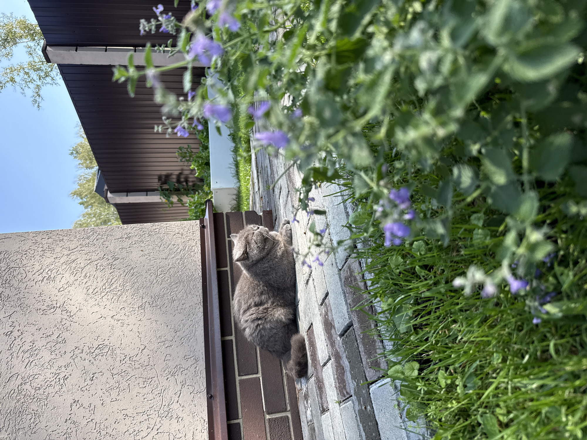 A grey British Shorthair cat is lying on a paved patio in front of a textured beige wall. The cat is facing right, with its eyes closed. In the foreground, out of focus, are green plants with small purple flowers. In the background, a dark brown wooden fence with concrete posts separates the yard from trees. The scene appears to be in a residential area, possibly in Kashino, Russia, on a sunny day.