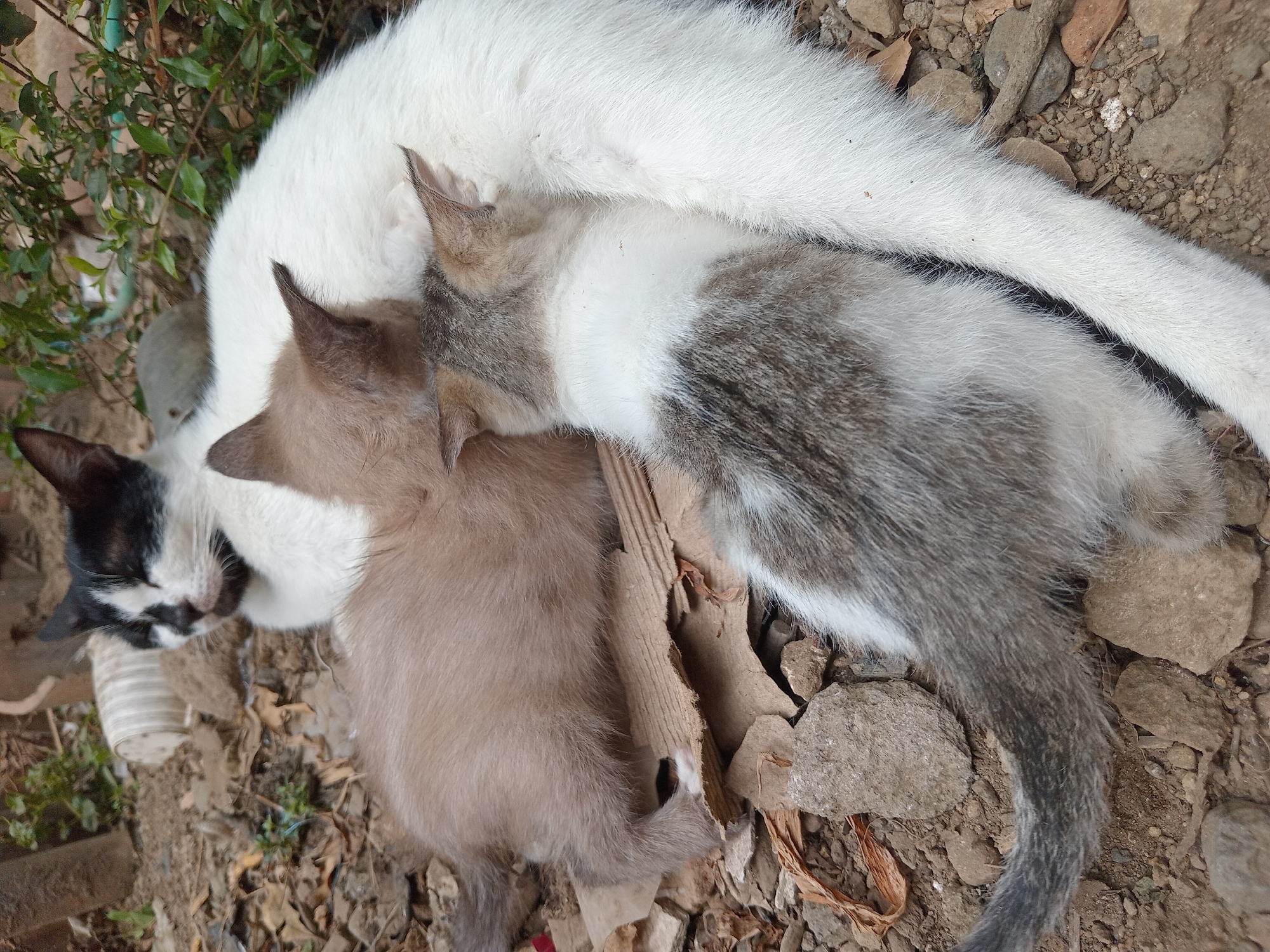 A mother cat with black and white markings is lying on the ground, possibly on dirt and debris, with three kittens nestled against her. One kitten is light brown, another is a tabby pattern of white and grey, and the third is mostly obscured but appears to be light brown as well. The mother cat's eyes are closed, and she seems to be resting. The scene is outdoors, with some dried leaves and small stones visible on the ground. The location is described as Claket, Indonesia, though this specific detail cannot be visually confirmed from the image alone.