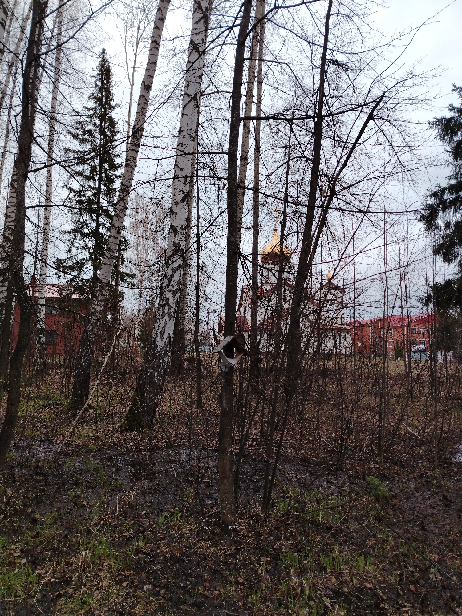 The image depicts a muddy, wooded area near a brick building complex with golden-domed structures in the background. A birdhouse is affixed to a thin tree trunk in the foreground. The buildings and architecture suggest that this scene is located in the city of Noviy, Russia. The trees are mostly bare, indicating a cold season. There are no people visible in the image.