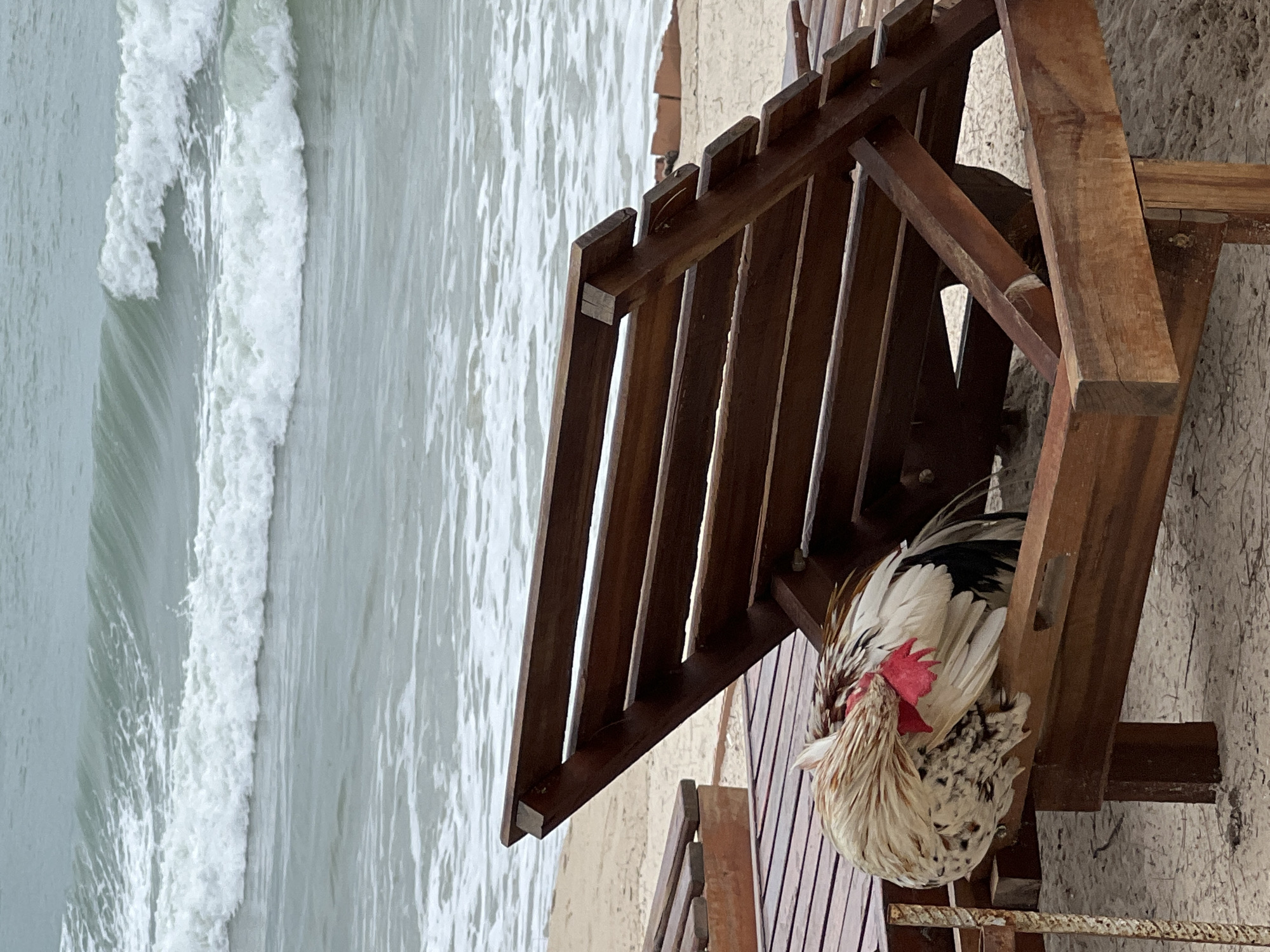 A medium-shot, rotated image features a rooster resting under a wooden beach chair, with the ocean in the background. The rooster is mostly white and tan, with a red comb and black feathers on its back. It is positioned on a wooden platform, partially obscured by the chair's structure. The beach chair is made of dark brown wood and has a slatted back and seat. The ocean, with visible waves, dominates the left side of the frame, while a tan-colored sandy beach can be seen in the middle ground. The location is Unknown, Unknown.