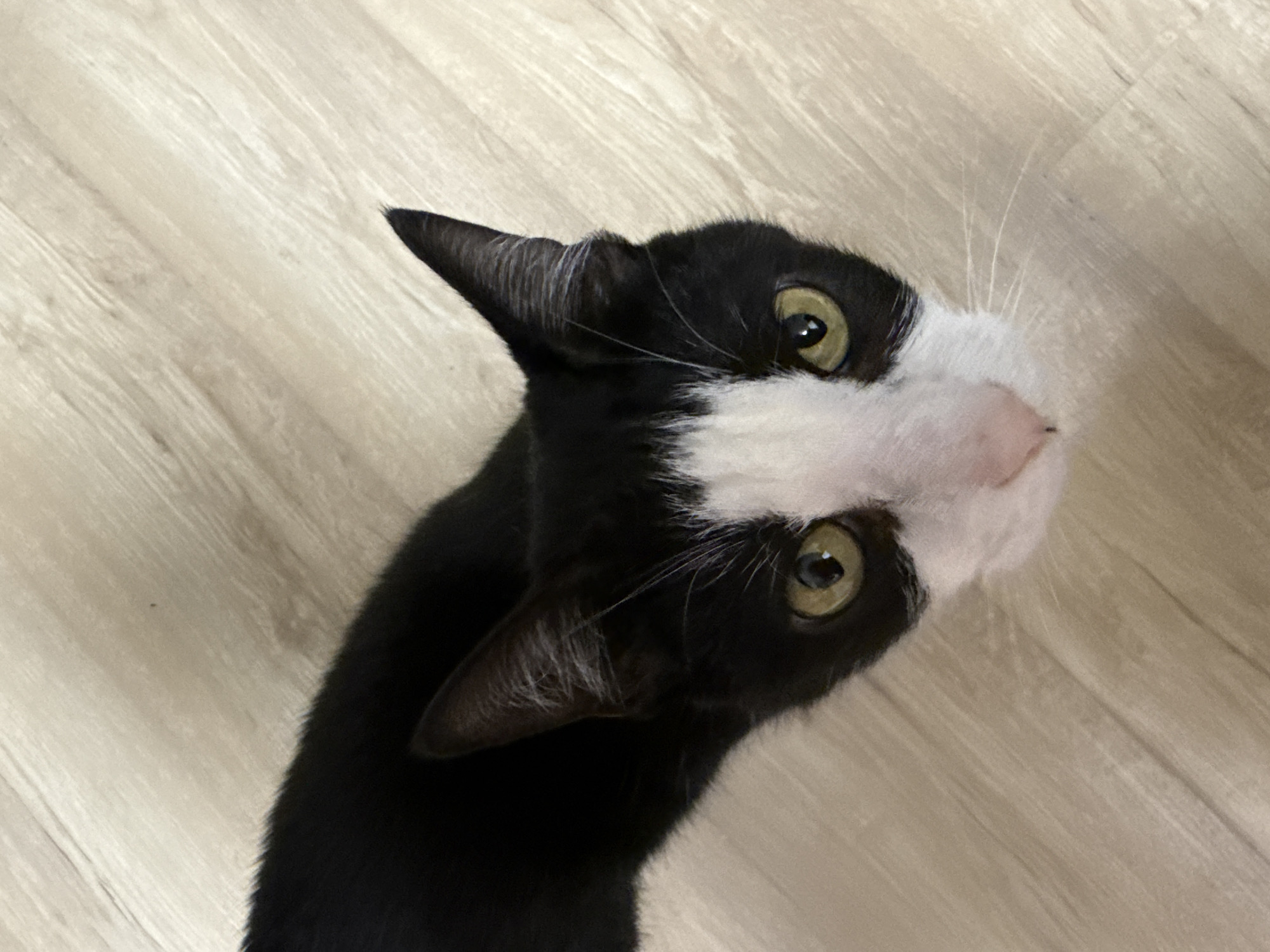 A black and white cat with green eyes looks up at the camera from a light-colored, wooden floor. The cat's head is angled, with its ears perked forward. Its fur is mostly black with a white patch on its chest and a white muzzle. The background is a plain wooden floor with visible grain patterns. The image appears to be taken indoors, and there is no indication of the specific location in Reppolovo, Russia.