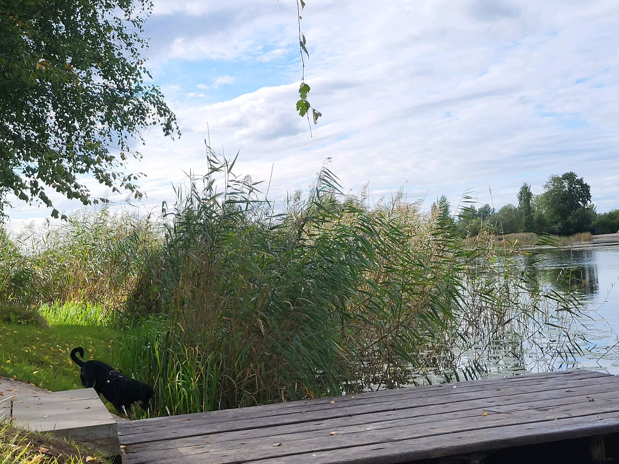 An overcast day at the Lielupe River in Kalnciems, Latvia. A wooden pier is in the foreground, leading to a grassy bank with a black dog on a leash. Behind the bank, tall reeds and other vegetation grow along the river's edge. The river is calm, with reflections of the sky and trees visible on its surface. In the distance, more trees line the far bank of the river. The sky is filled with scattered clouds.