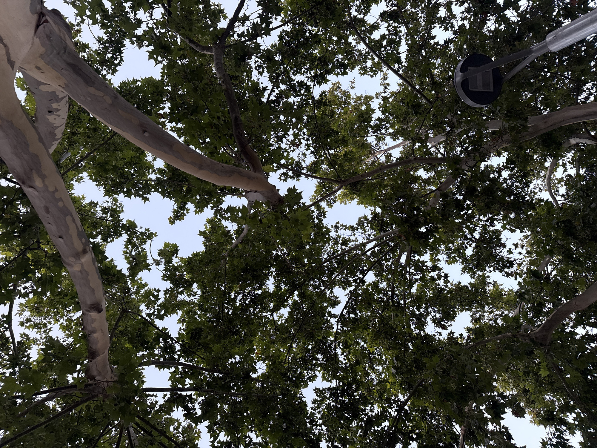 The image is a low-angle view looking up into the canopy of a large tree with distinctive mottled bark. The tree's branches, some thick and others thin, are covered in dense, dark green leaves that obscure much of the sky. The sky itself is a pale blue, indicating daylight. In the lower right portion of the frame, a streetlamp with a dark, round fixture is visible, extending upwards from the lower edge of the image. The scene appears to be outdoors, likely in a park or along a street with mature trees. The specific location in Barcelona, Spain, cannot be determined from the visual information alone.