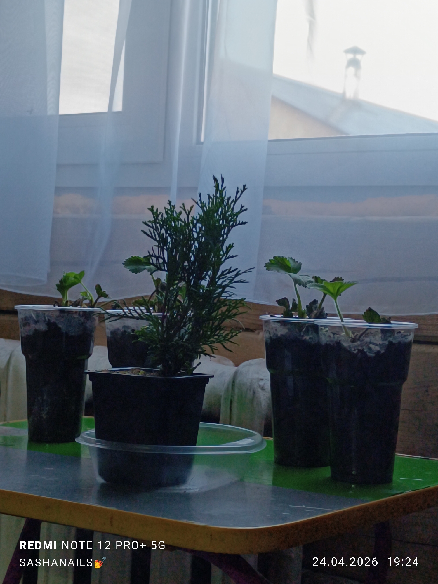 The image depicts an indoor scene in Chaikovsky, Russia, with several small plants on a table in front of a window. Three strawberry plants, distinguished by their distinctive leaves, are potted in clear plastic cups filled with dark soil. A small conifer, resembling a thuja, is centrally placed in a black square pot, resting within a clear plastic saucer. These plants are arranged on a table with a green and brown surface.
Behind the plants, a window is covered by translucent white sheer curtains, through which the soft light of late afternoon or early evening is visible. Beyond the window and curtains, a faint outline of a building with a pitched roof and a chimney can be seen.
The activity taking place is the cultivation of seedlings or young plants, suggesting gardening or plant propagation.
Notable details include the time of day, indicated by the timestamp 19:24 (7:24 PM), and the date, 24.04.2026. Visible text includes device information "REDMI NOTE 12 PRO+ 5G" and a user/brand name "SASHANAILS 💅" at the bottom left. No specific emotions are discernible.