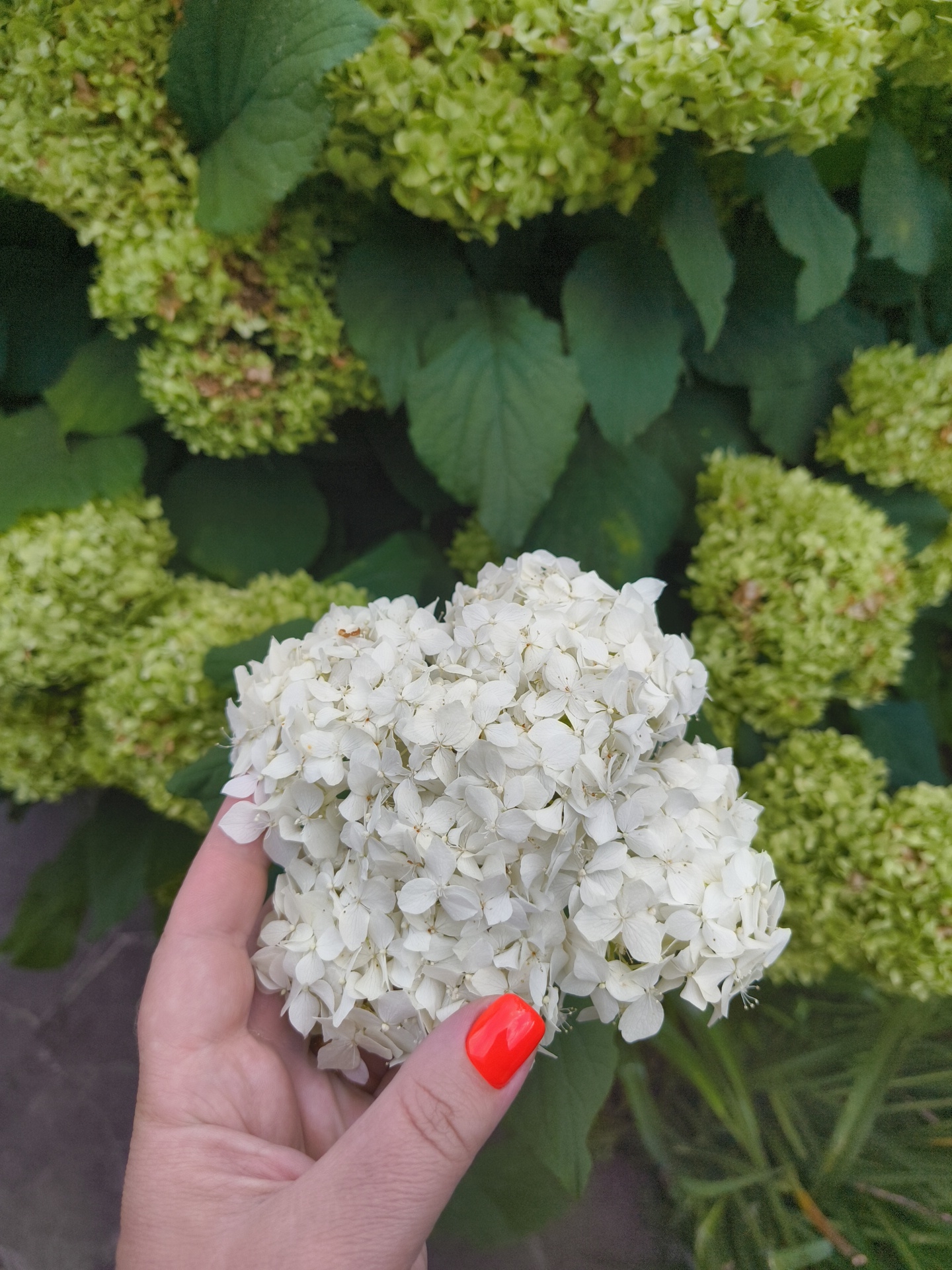 A hand with bright orange nail polish holds a white hydrangea blossom in front of a bush of green hydrangeas. The background is blurred, suggesting an outdoor setting, likely a garden or park. The image was taken in Vostets SNT, Russia.