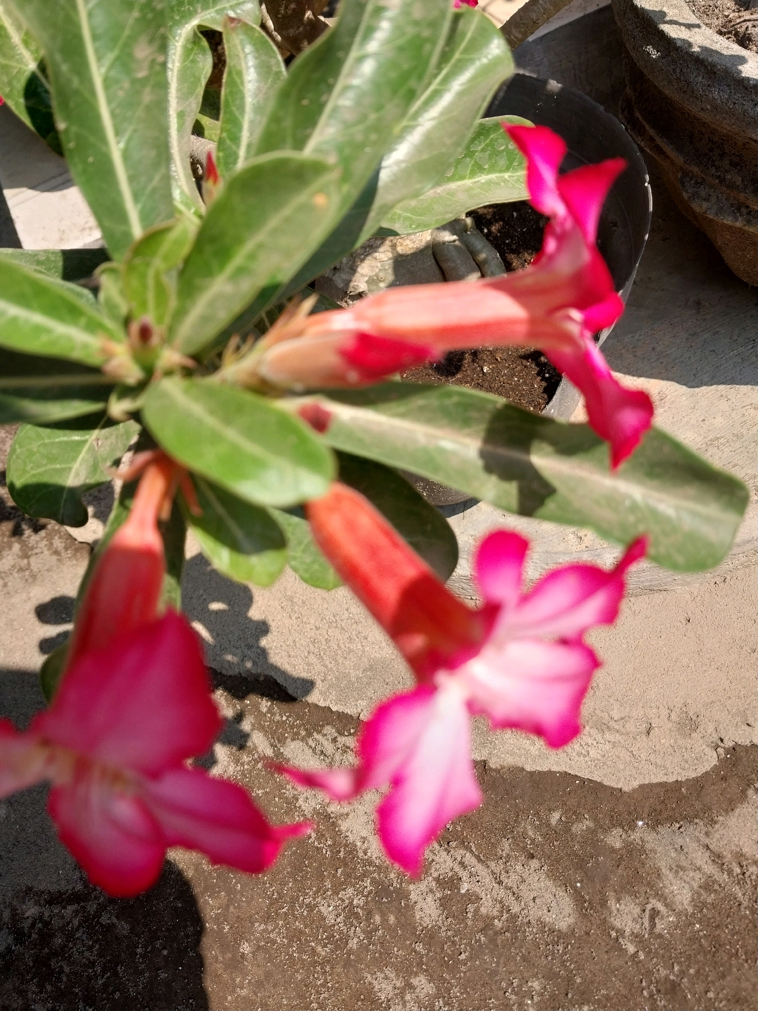 A close-up, slightly blurred shot focuses on several vibrant pink desert rose flowers and their green, succulent leaves. The flowers, with their distinctive trumpet-like shapes and fringed petals, are in various stages of bloom, with some fully open and others still developing. The background reveals the coarse texture of a concrete surface, a dark plastic pot containing soil, and a portion of a rough, grey stone planter. The lighting suggests an outdoor setting, with strong sunlight casting shadows. The scene appears to be in a garden or outdoor space, possibly within the vicinity of Penataran, Indonesia, though no specific landmarks are visible to confirm this location. There are no people or animals present in the image.
