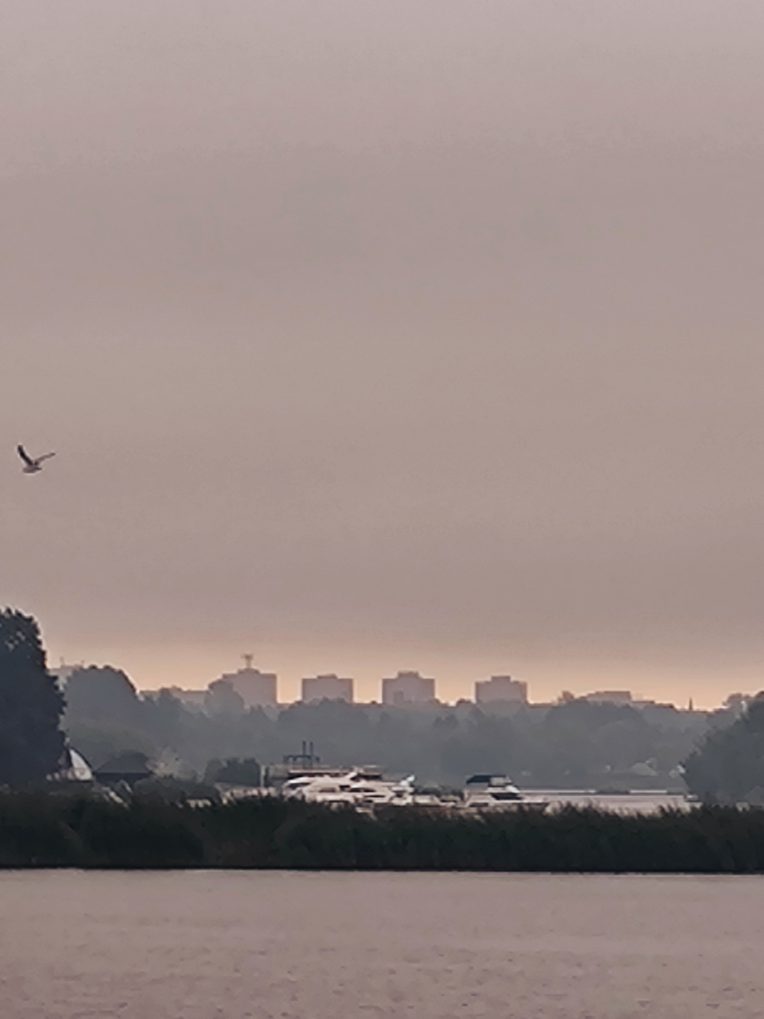 The image shows a hazy view of a cityscape from across a body of water. In the foreground, the water is calm with ripples. A line of green vegetation, possibly reeds or grasses, runs along the near bank of the water. Behind the vegetation, several boats are docked or moored, appearing as white structures with dark accents. In the distance, a dense line of trees forms a dark silhouette against the hazy sky. Above the trees, several multi-story buildings, appearing as light-colored blocks, are visible. One prominent structure with a pointed top rises above the other buildings in the distance. A single bird is captured in flight in the upper left quadrant of the image, silhouetted against the light sky. The overall atmosphere is muted due to the haze, with a predominant color palette of muted browns, grays, and desaturated pinks, suggesting either dawn or dusk light conditions.
This scene is consistent with a view of the Daugava River in Riga, Latvia, looking towards the Pārdaugava district, where several apartment blocks and the Latvian Academy of Sciences building (the structure with the pointed top) are located. The vegetation along the riverbank and the presence of boats are common features of the Daugava waterfront.