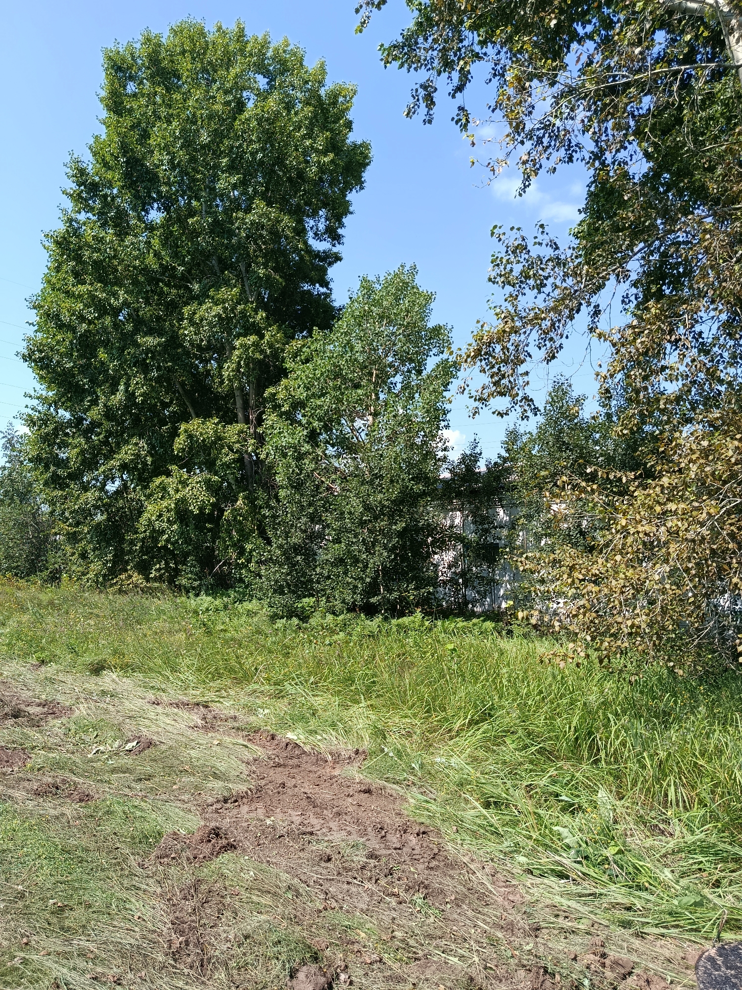 The image shows a natural scene with a blue sky. In the foreground, there is an area of disturbed earth mixed with grass, suggesting recent activity such as digging or landscaping. Beyond this, a dense area of tall green grass and other vegetation stretches across the middle ground. In the background, several trees are visible, with one large, full tree dominating the left side. To the right of this, other trees with lighter green and some yellowish-brown leaves are present. Partially obscured by the trees is a light-colored building, likely a house or other structure. The overall impression is an outdoor setting, possibly on the outskirts of a residential area in the city of Borodino, Russia, during a daytime with clear weather.