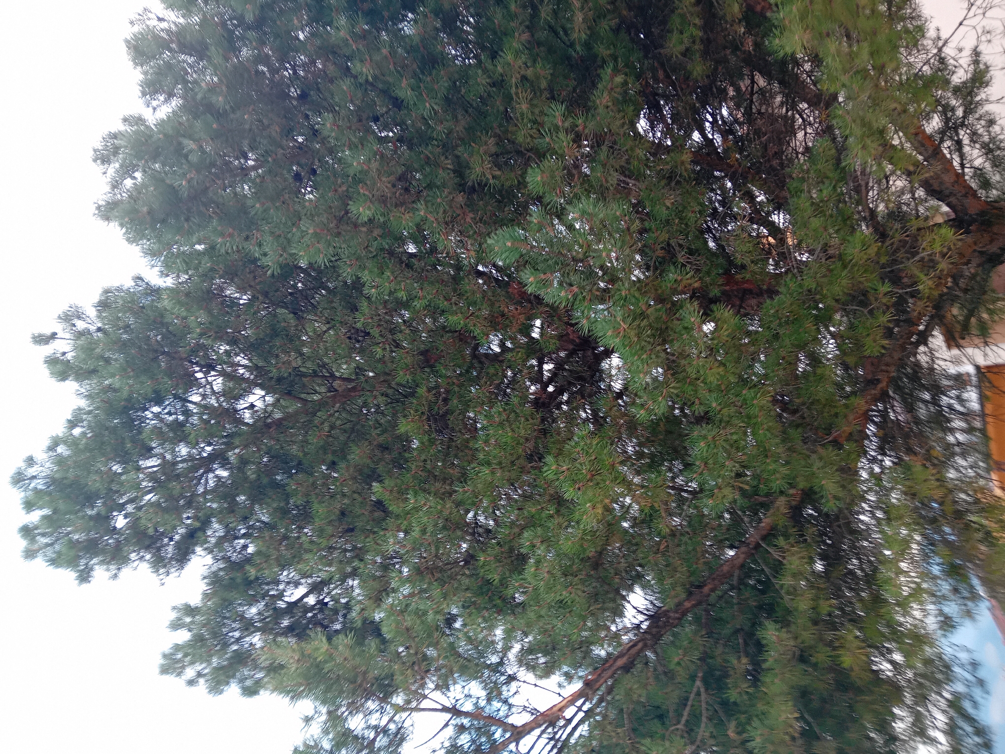 An outdoor, low-angle shot depicts the dense canopy of a mature pine tree against a bright, overcast sky. The tree's needles are a vibrant green, with some brown branches and darker reddish-brown bark visible in the denser sections. The lower portion of the image shows the top of a building with a brown roof and white walls, suggesting an urban or suburban environment. The overall impression is of a natural element within a developed area. This image was taken in Zuberec, Slovakia.