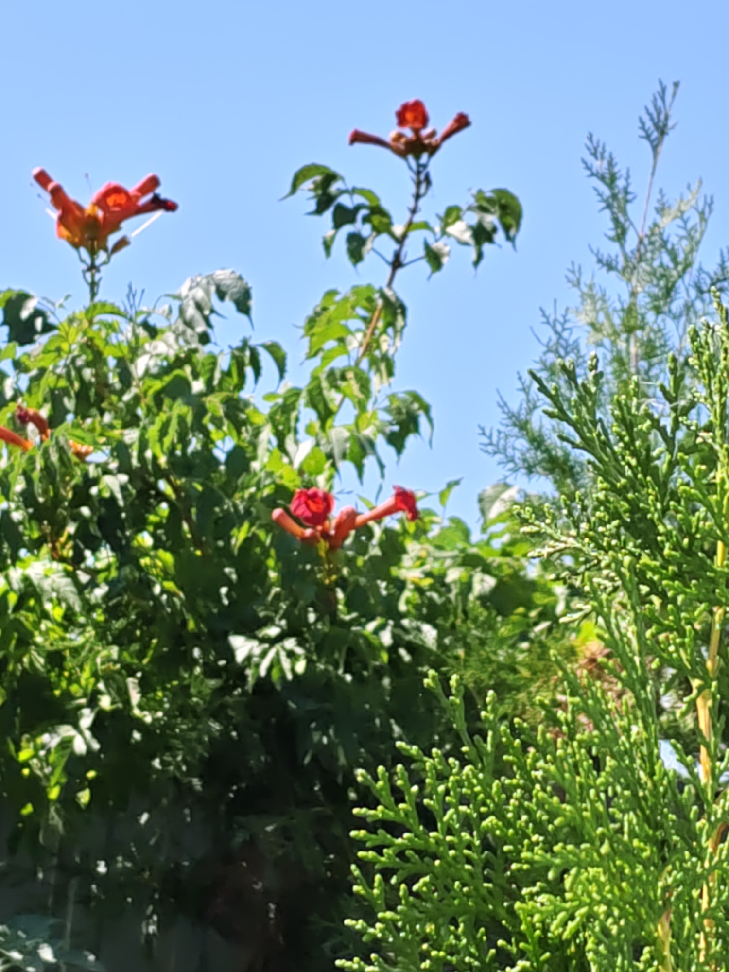 A vertical, medium shot captures a bright, sunny day in Rostov-on-Don, Russia, dominated by lush green foliage and a clear blue sky. In the foreground, the textured branches of a coniferous tree, likely a cypress or juniper, fill the right side of the frame. Its tightly packed, scale-like leaves are a vibrant green, catching the sunlight and creating a soft, fuzzy appearance.
Behind the coniferous tree, a dense mass of leafy green plants, possibly a shrub or vine, occupies the center and left of the image. Interspersed within this greenery are several trumpet-shaped flowers with fiery orange-red petals. These flowers, likely from a Trumpet Vine (Campsis), appear in clusters on slender stems, with their open blooms pointing upwards and outwards. Some of these flowers are in sharp focus, revealing their delicate structures, while others are softer, blending into the background.
The sky above is a uniform, cloudless blue, providing a stark contrast to the vibrant greens and reds of the vegetation. The overall impression is one of a thriving garden or natural landscape bathed in the warmth of the sun. There are no people or animals visible in the frame, and no specific landmarks of Rostov-on-Don are identifiable. The scene depicts a natural, outdoor setting, likely a residential garden or park, on a clear day.