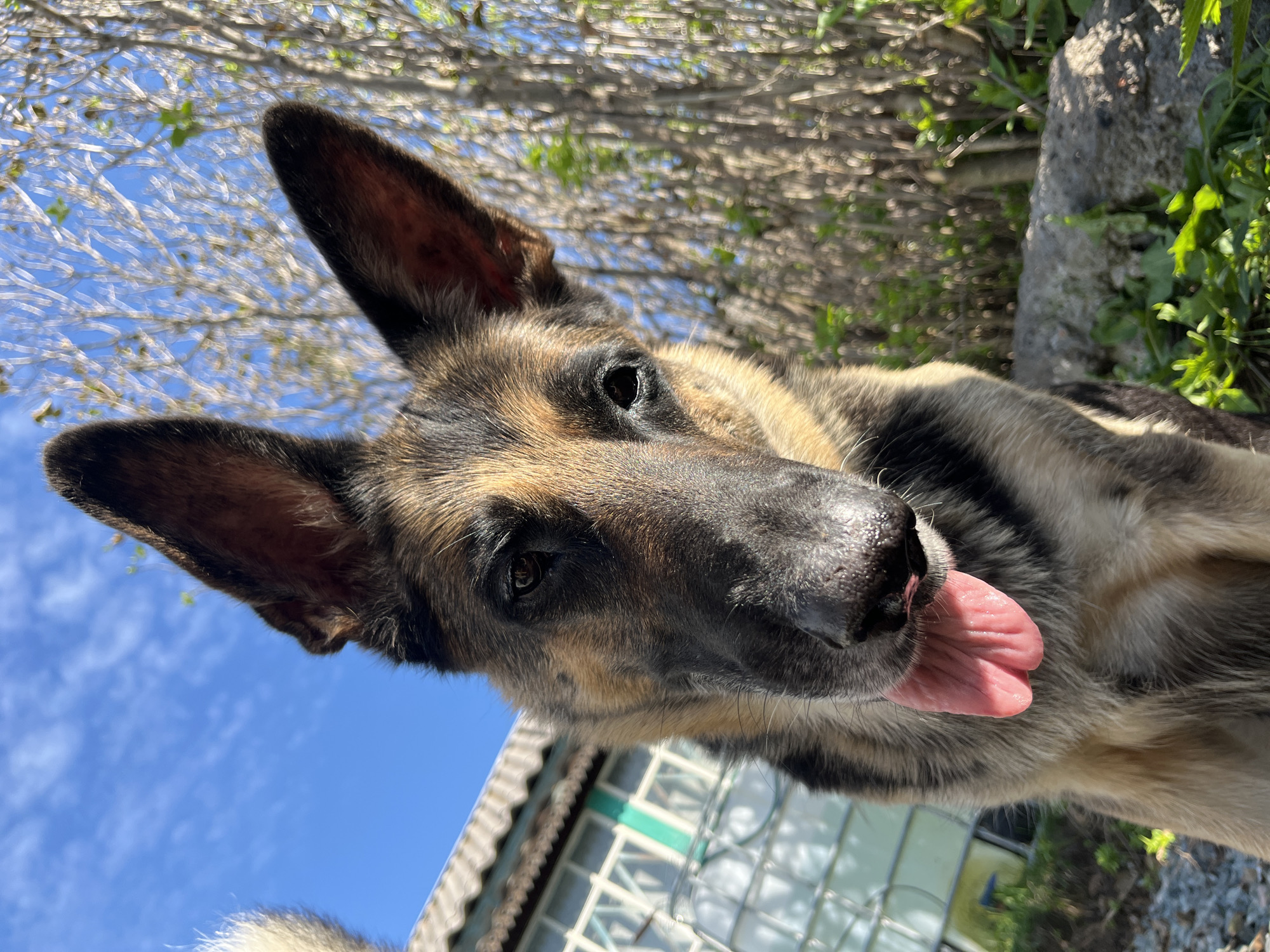 A German Shepherd dog with its tongue sticking out is close to the camera, looking downwards. The dog's fur is a mix of tan, black, and brown. In the background, there is a blue sky with some clouds, bare tree branches, and some greenery. To the left of the dog, a building with a grey roof and white walls with windows is visible. The ground appears to be covered with small stones and some patches of grass. There is no indication of the location being Nizhny Tagil, Russia.