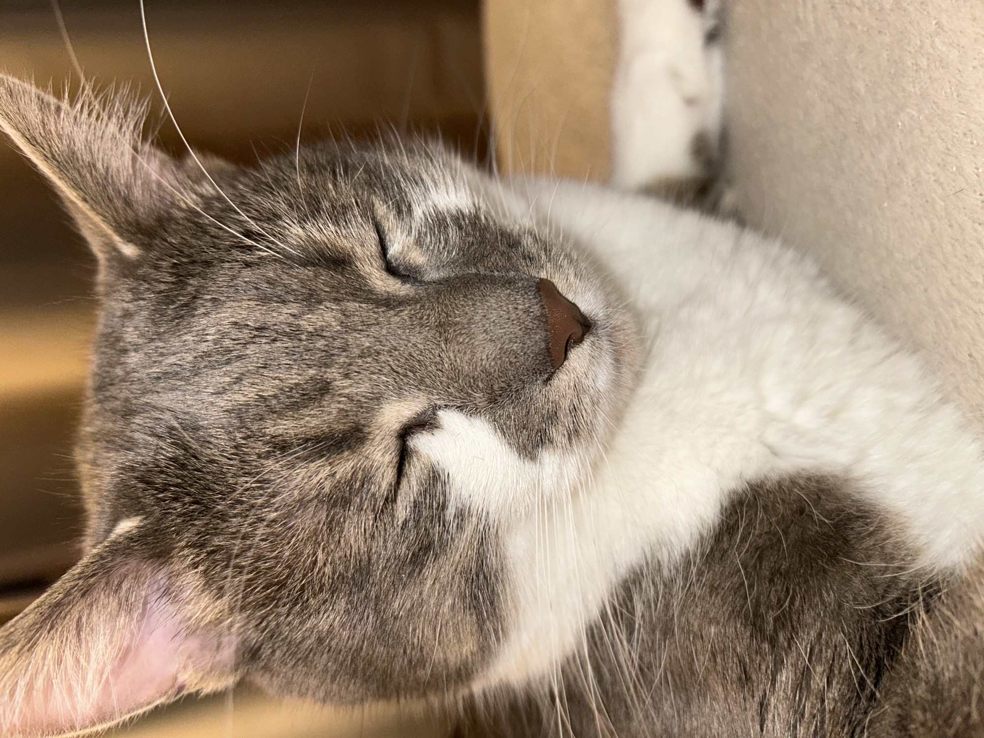 A close-up, head-on shot captures a domestic cat with its eyes closed, appearing to be resting or sleeping. The cat has grey and white tabby fur, with distinct grey markings on its head and back, and a white chest and face. Its ears are perked up, and its nose is a dark brown color. The background is softly blurred, showing a warm, golden-brown color, likely a wall or curtain, and the textured surface of a light-colored cushion or blanket on which the cat is lying. The lighting is warm and diffused, suggesting an indoor setting. There are no people or any indications of a specific location in Sofia, Bulgaria.
