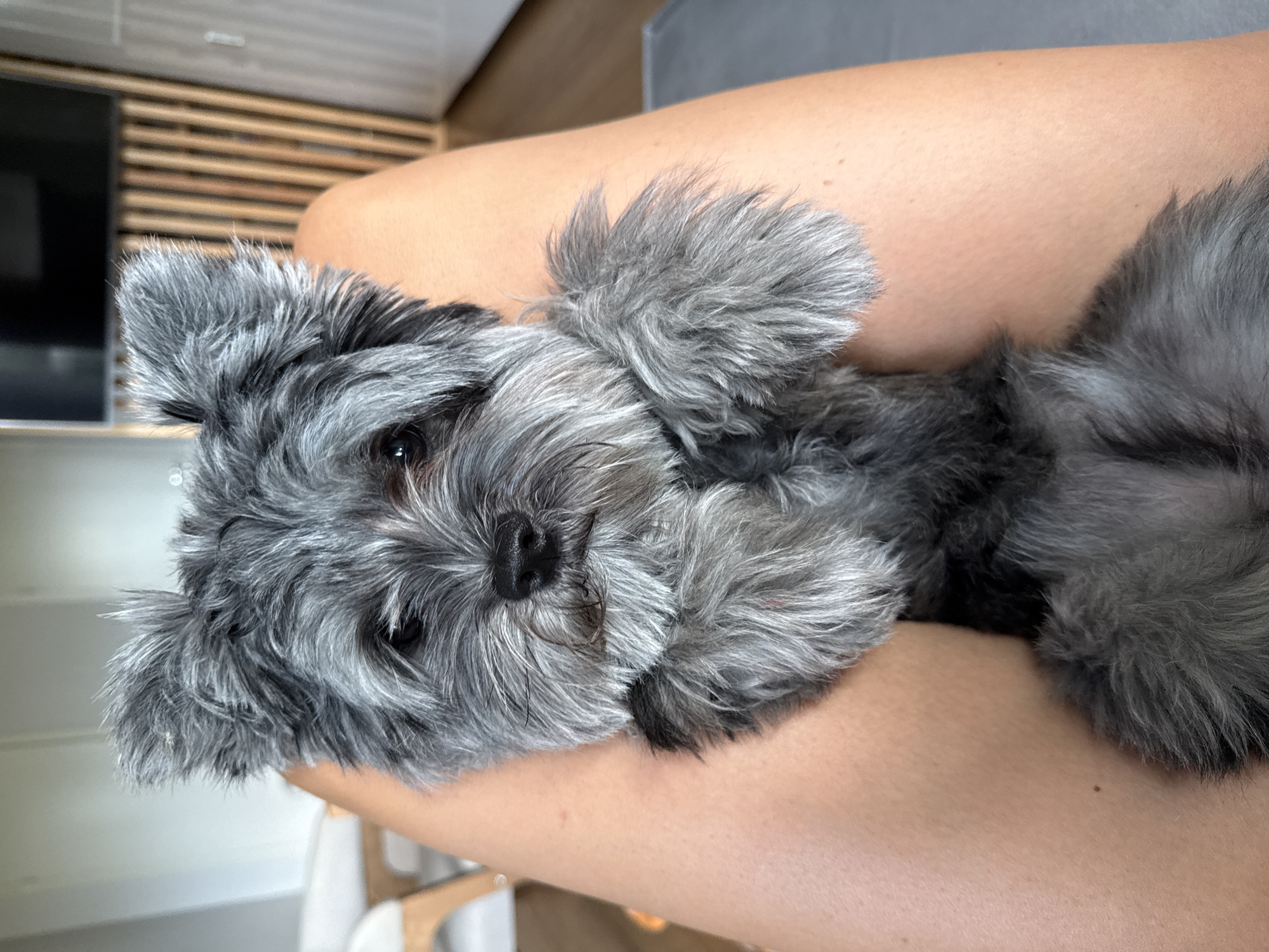 A small, gray-haired dog is being held on someone's lap indoors. The dog has its front paws resting on the person's thighs and its hindquarters are resting on the lap. The dog's face is looking directly at the camera with dark eyes and a black nose. The background is slightly blurred, showing a wall with wooden slats and a dark rectangular object, possibly a television. The lighting appears to be natural daylight.