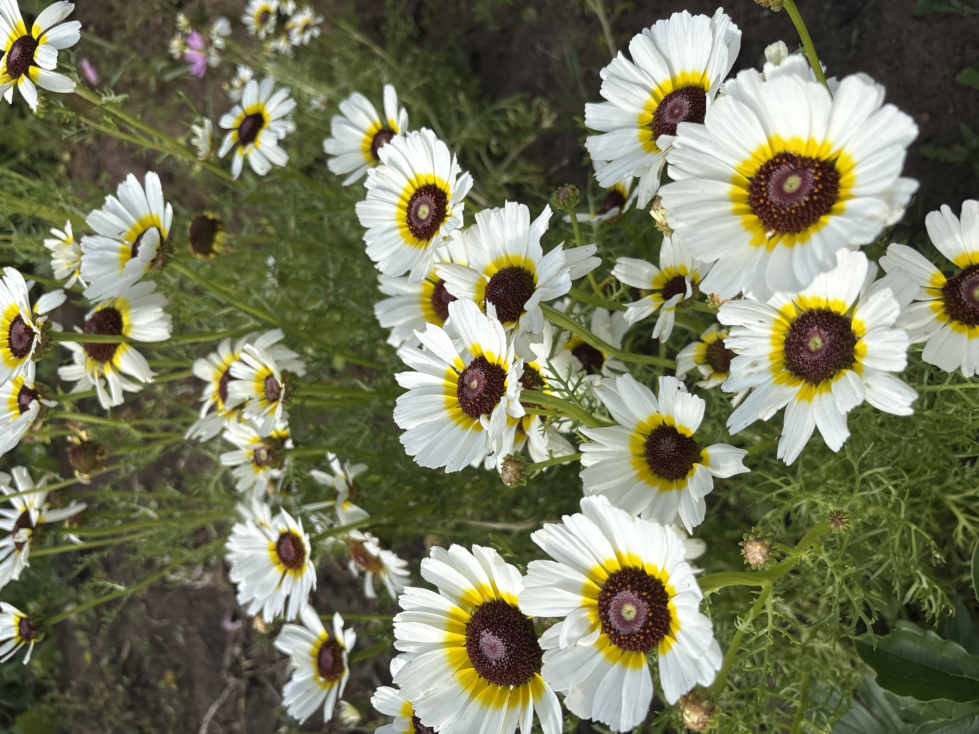 A cluster of white daisy-like flowers with yellow rings and dark brown centers is shown in focus. The flowers are predominantly white with distinct yellow bands surrounding their dark brown centers. The background consists of green foliage and dark soil, suggesting an outdoor garden setting. The image is captured from a slightly elevated perspective, looking down upon the flowers. There is no evidence of human presence or any urban structures. The setting is likely a garden or a natural landscape. No specific location in Большелуг, Russia can be determined from the image.