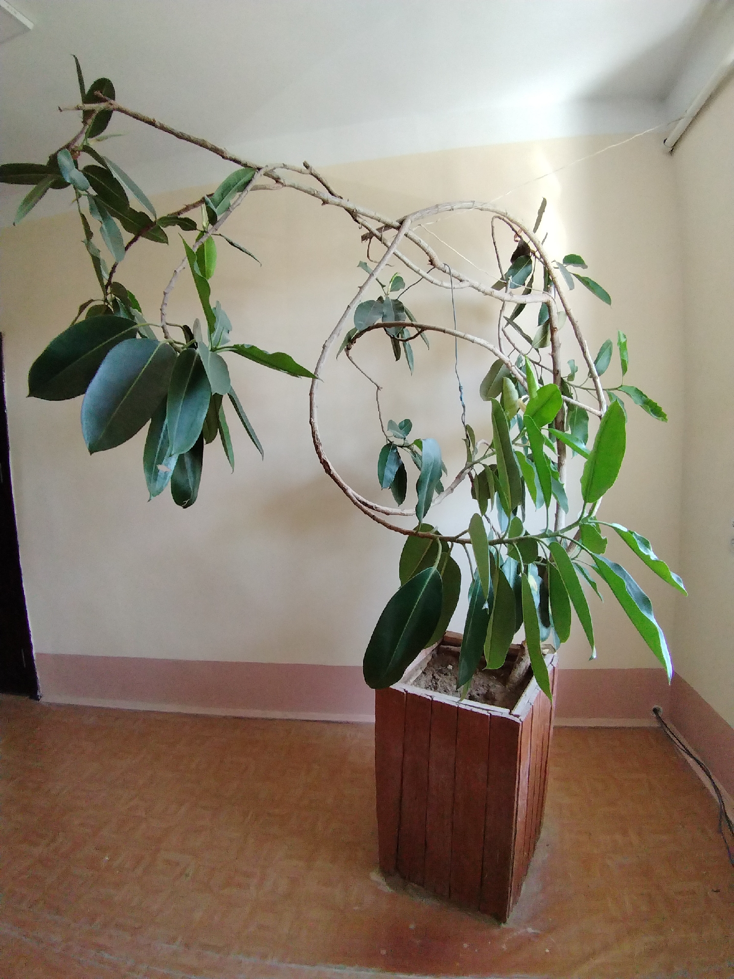 A ficus tree is potted in a wooden planter and is positioned in a room with light-colored walls and a tiled floor. The tree has large, dark green leaves and thin, brown branches that extend outwards and are supported by a thin string attached to the ceiling. A dark doorway is visible on the left side of the image. The overall scene appears to be an indoor setting, possibly a residential or public space. The location is identified as Nurata, Uzbekistan.