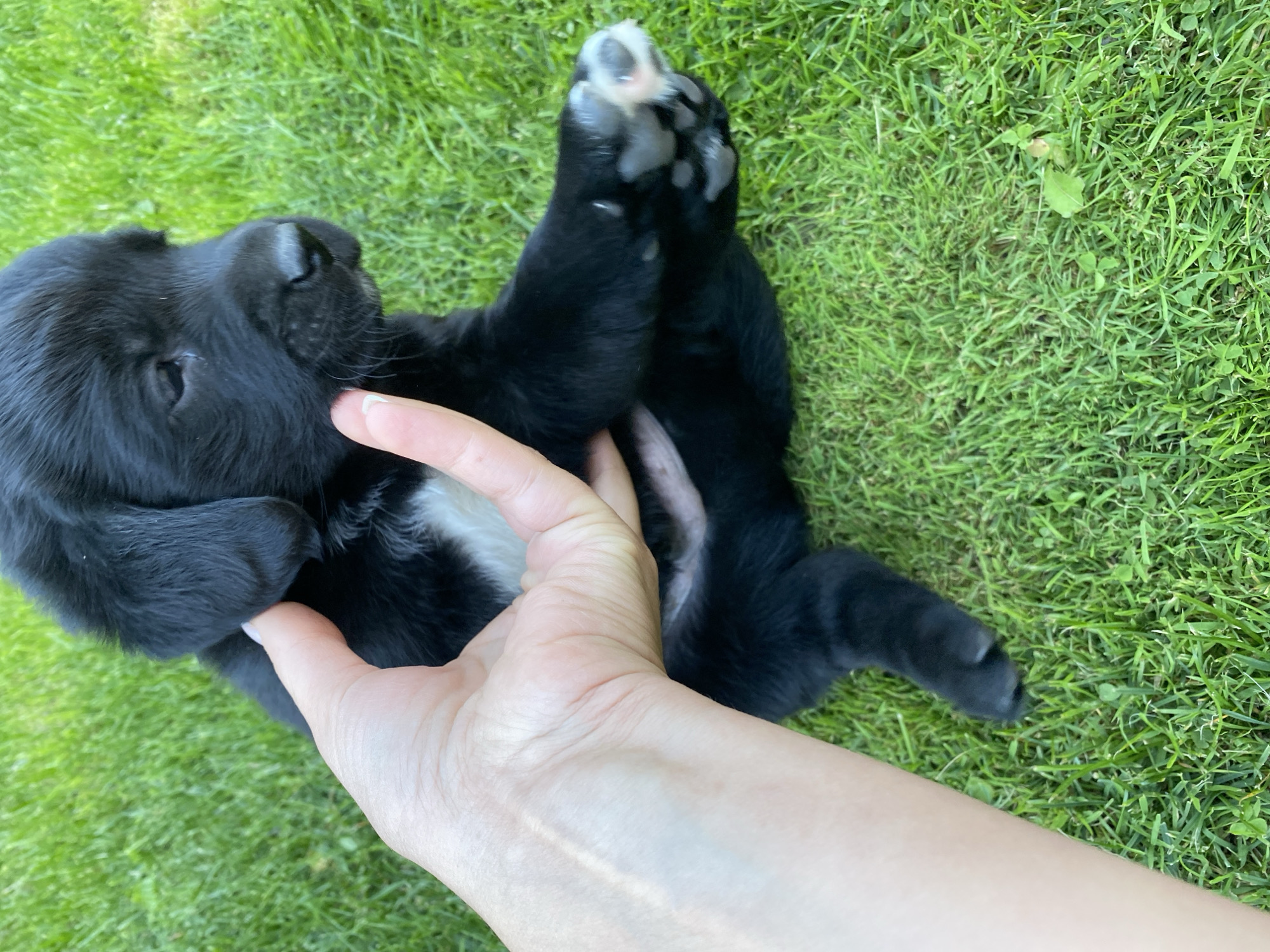 A close-up, high-angle shot shows a person's hand gently holding a black puppy's cheek. The puppy, which appears to be a Labrador Retriever mix, has white fur on its chest and is lying on a lush green lawn. The background is filled with neatly mown grass. The image was taken outdoors, likely in Liuboml, Ukraine, given the context. The lighting suggests it is daytime.