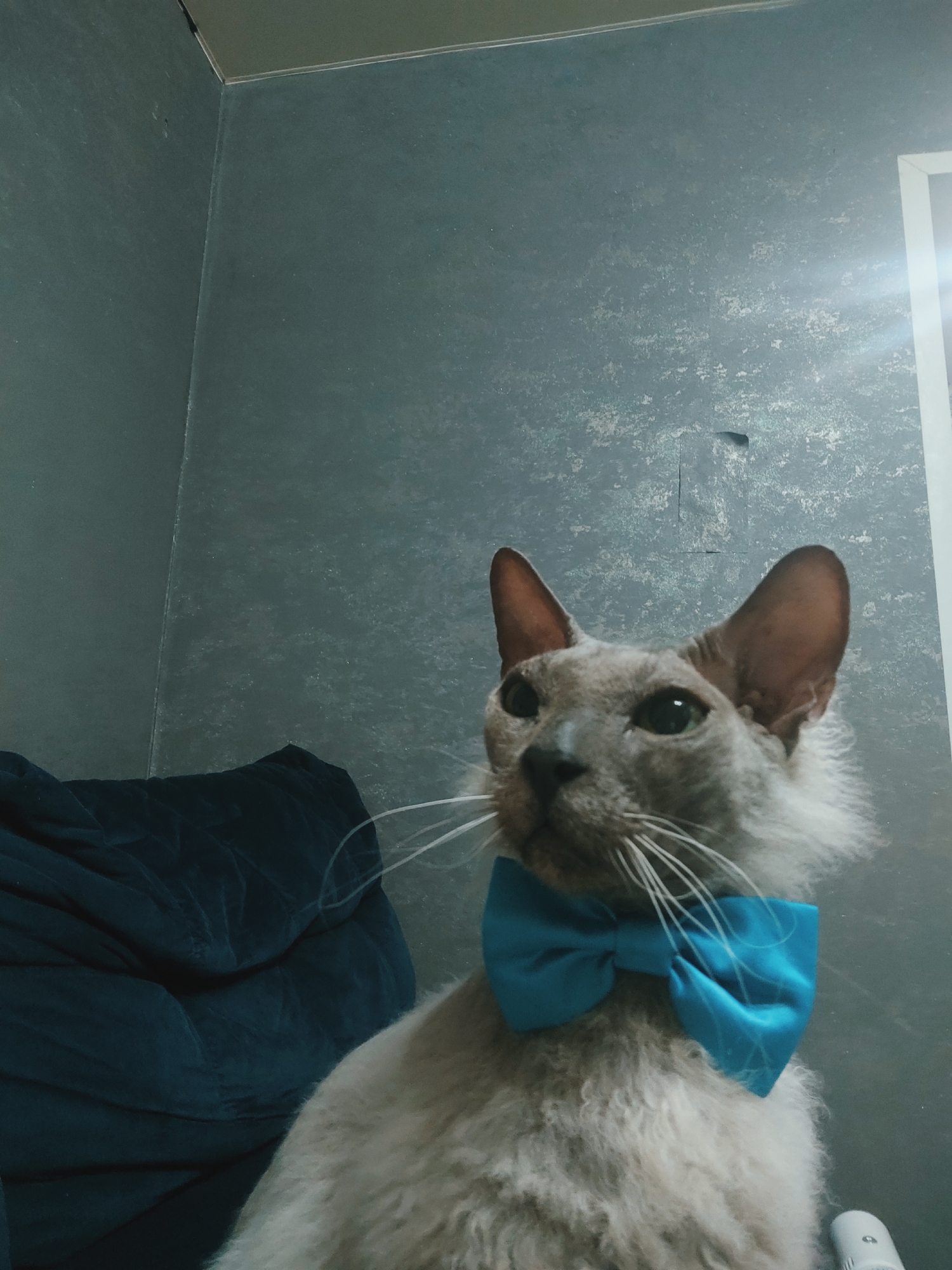 A light grey cat with large ears and a blue bow tie is the subject of this close-up, horizontal, indoor photograph. The cat is positioned in the center of the frame, facing towards the right with its head tilted slightly upwards. Its fur appears somewhat wispy and fluffy around its neck and face. The blue bow tie is neatly tied around its neck, creating a formal and charming appearance.
The background consists of a textured, grey wall. To the left of the cat, a dark blue, plush surface, possibly a sofa or a cushion, is visible, filling the left side of the image. The lighting suggests an indoor setting, with a soft, ambient light that highlights the cat's features and the texture of the wall. The overall mood is calm and endearing, with the cat appearing alert and perhaps a little curious. There is no visible text in the image. The location context provided is Chaikovsky, Russia.
