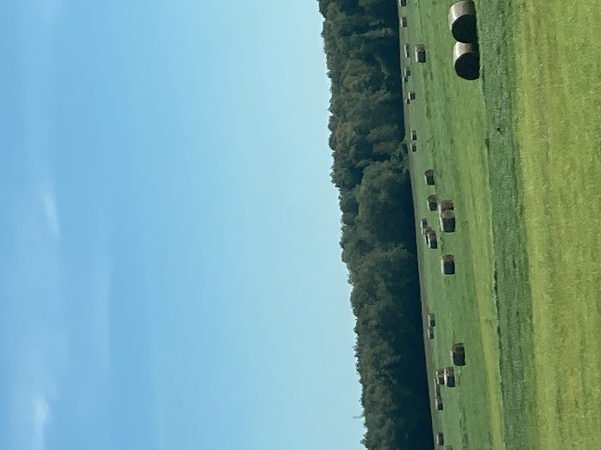 A wide shot shows a vast, green field under a clear blue sky. The field is dotted with numerous cylindrical hay bales, some standing upright and others lying on their sides. A dense line of dark green trees forms a backdrop along the horizon. The scene appears to be a rural landscape, likely a farm in the outskirts of Brest, Belarus. There are no people or animals visible in the image. The lighting suggests it is daytime, with the sun casting a soft illumination on the field and bales.