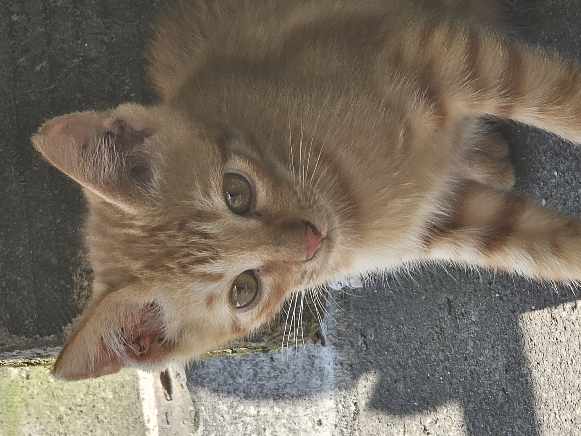 A close-up, eye-level shot focuses on an orange tabby kitten. The kitten is facing forward, with its head tilted slightly to its left. Its fur is short and a light orange with darker tabby markings on its forehead and body. The kitten has large, expressive amber eyes, a pink nose, and prominent white whiskers. Its ears are pointed and alert. The background consists of a textured grey surface that appears to be concrete or stone, with a darker, rougher surface behind the kitten's head. There is a shadow cast on the grey surface to the left of the kitten, resembling a distorted heart shape. The lighting suggests an outdoor environment, possibly in a shaded area due to the distinct shadow. The overall impression is of a young, curious feline in an urban or semi-urban setting. The specific location of Denpasar, Indonesia, is not visually discernible from the provided image.
