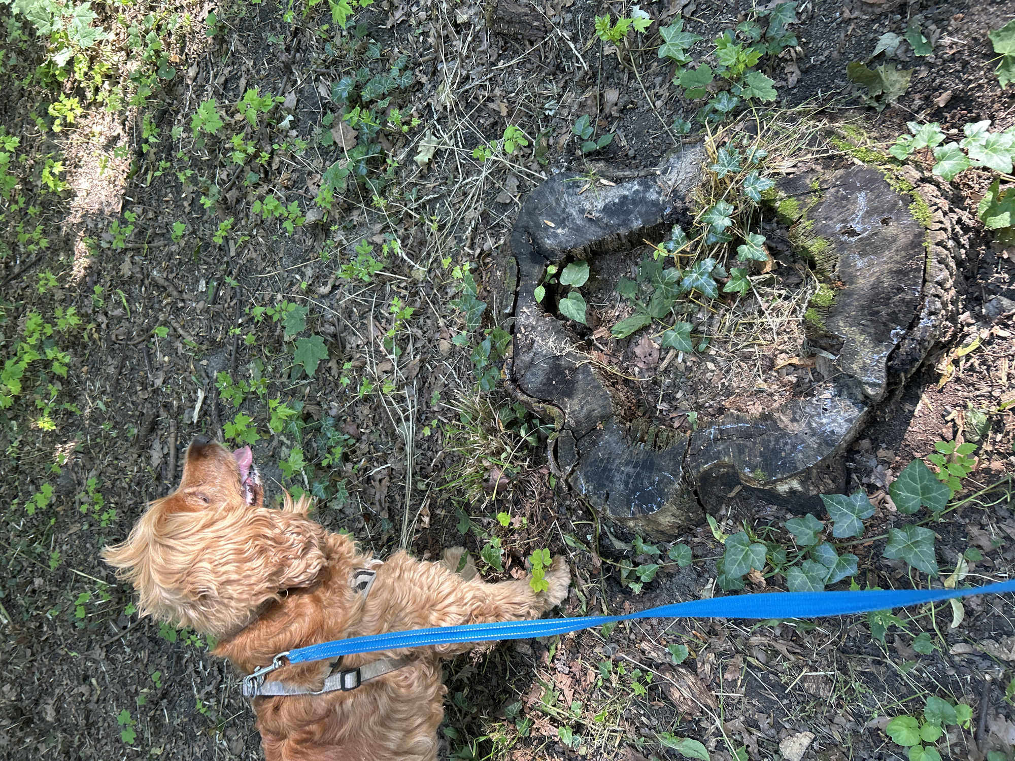 An English Cocker Spaniel on a blue leash stands on a forest floor in Tczew, Poland. The dog is light brown and fluffy, with its tongue hanging out and its head turned to the right, looking away from the camera. A grey harness is visible on the dog. The ground is covered in dark soil, fallen leaves, grass, and ivy. In the foreground, a large, weathered tree stump is visible, also partially covered in ivy and moss. The lighting suggests it is daytime with dappled sunlight filtering through the trees, creating shadows on the ground.