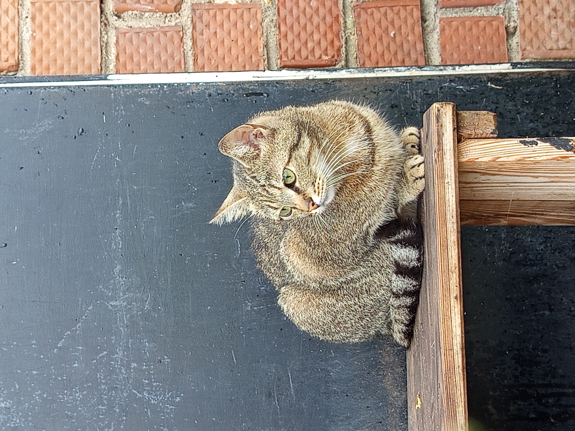 A tabby cat with green eyes sits on a wooden shelf against a dark, textured wall, with a brick wall visible to the right. The scene appears to be outdoors, possibly in a courtyard or alleyway in Gdov, Russia, suggested by the weathered appearance of the surfaces and the general aesthetic. The cat is looking to the left, with its tail curled around its body. Its fur is a mix of brown, black, and gray stripes. The wooden shelf is simple and appears to be constructed from rough-hewn planks. The dark wall has some water stains and scuff marks. The brick wall is made of reddish-brown bricks with a patterned surface. The lighting suggests it is daytime.