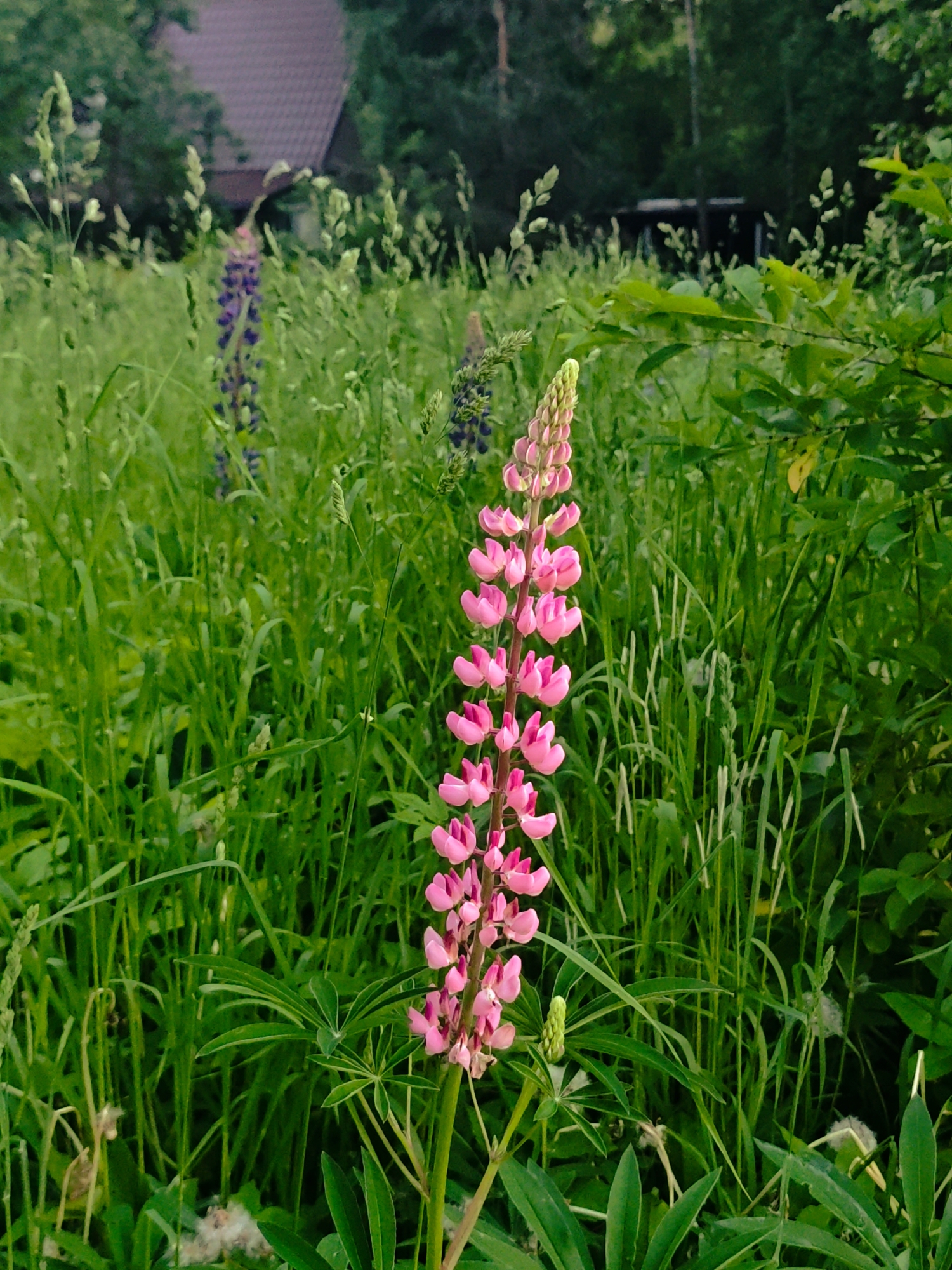 A cluster of bright pink lupine flowers stands prominently in the foreground, their tall, spiky blooms reaching upwards. Behind them, a field of tall, green grass stretches out, dotted with various other plants. In the middle ground, two more lupine stalks, one a deep purple and the other a muted pink, are visible, partially obscured by the surrounding foliage. Further in the background, a building with a reddish-brown, tiled roof is nestled amongst dense green trees. The overall scene depicts a lush, natural environment, likely a meadow or garden, in the village of Svistukha (Kuzyayevsky S/O), Russia.