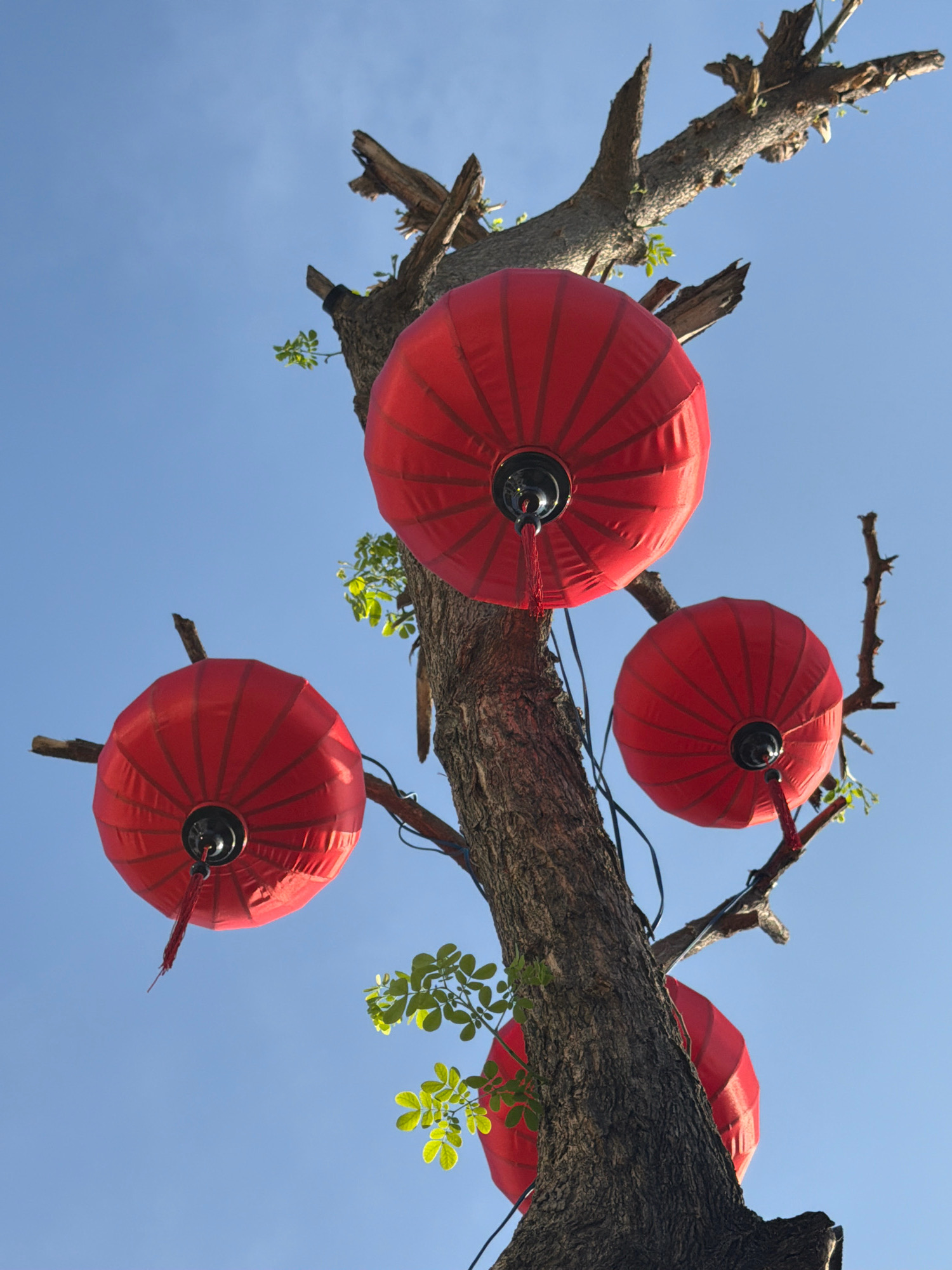 This is a low-angle, full shot of a weathered tree with several red, traditional Vietnamese lanterns hanging from its branches against a clear blue sky. The tree trunk is thick and gnarled, with several broken branches jutting out. The lanterns are round and made of fabric, with a black cap and a red tassel hanging from each. Some green leaves are visible on the tree branches, suggesting it is alive despite its aged appearance. This scene is likely found in a public space within the city of Nha Trang, Vietnam, possibly a park or along a street where such decorations are common for festivals or ambiance. There are no people or animals in the frame. The overall atmosphere is one of simple, festive decoration against a natural backdrop.