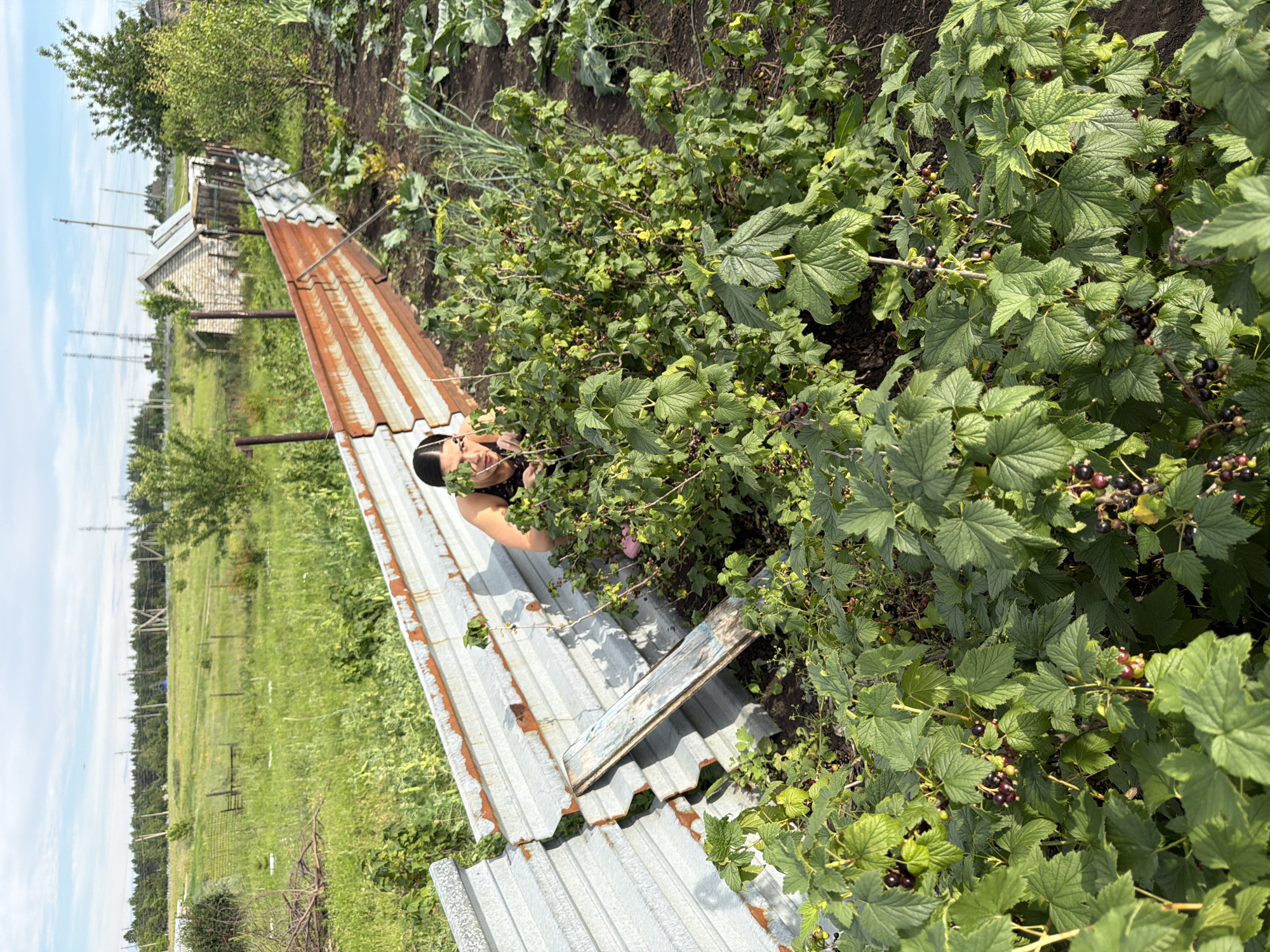 In an outdoor, overgrown garden setting, a woman with dark hair, wearing a dark tank top, is partially obscured by lush green bushes bearing dark berries. She is crouched low, her face turned towards the camera with a slight smile. Behind her, a weathered, corrugated metal fence leans precariously, with one section appearing damaged and slightly ajar. Beyond the fence, a field of green grass stretches towards a line of trees, with power lines and a rustic wooden building visible in the distance under a bright, partly cloudy sky. The foreground is dominated by the dense foliage of the berry bushes.