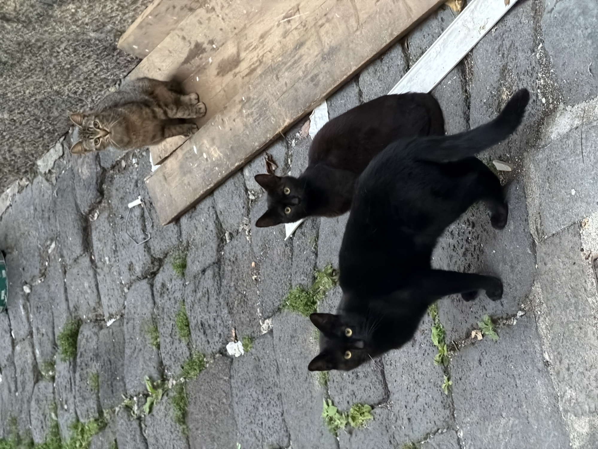 The image shows three cats on a brick-paved surface. A tabby cat lies on a piece of wood in the upper left. Two black cats are on the brick pavement. The photo was taken in Acireale, Italy.