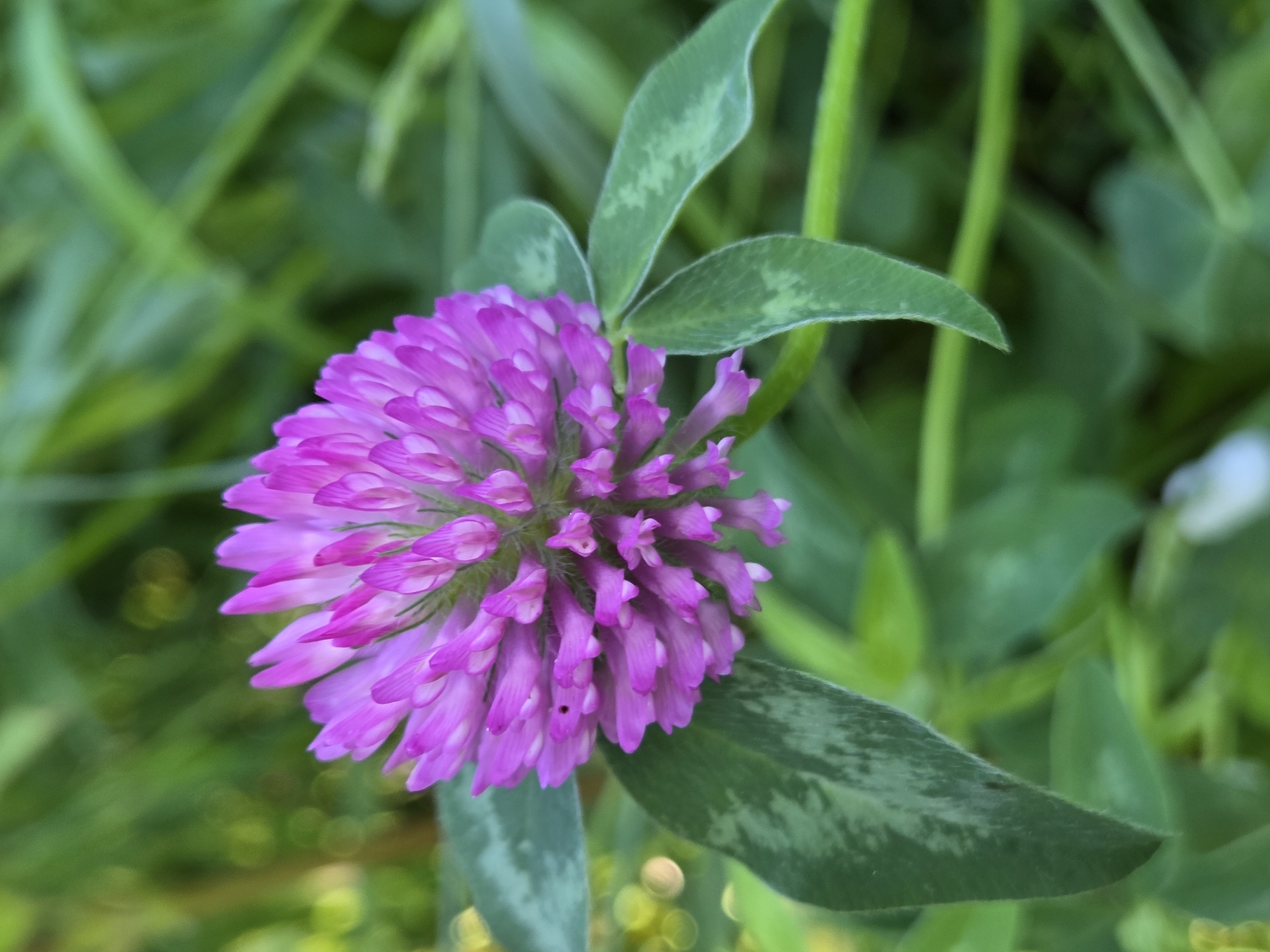 A close-up, top-down view of a single, round, pink clover flower with many small florets. The flower is centered in the frame, with green leaves and blurry green foliage in the background. The leaves have a mottled pattern.