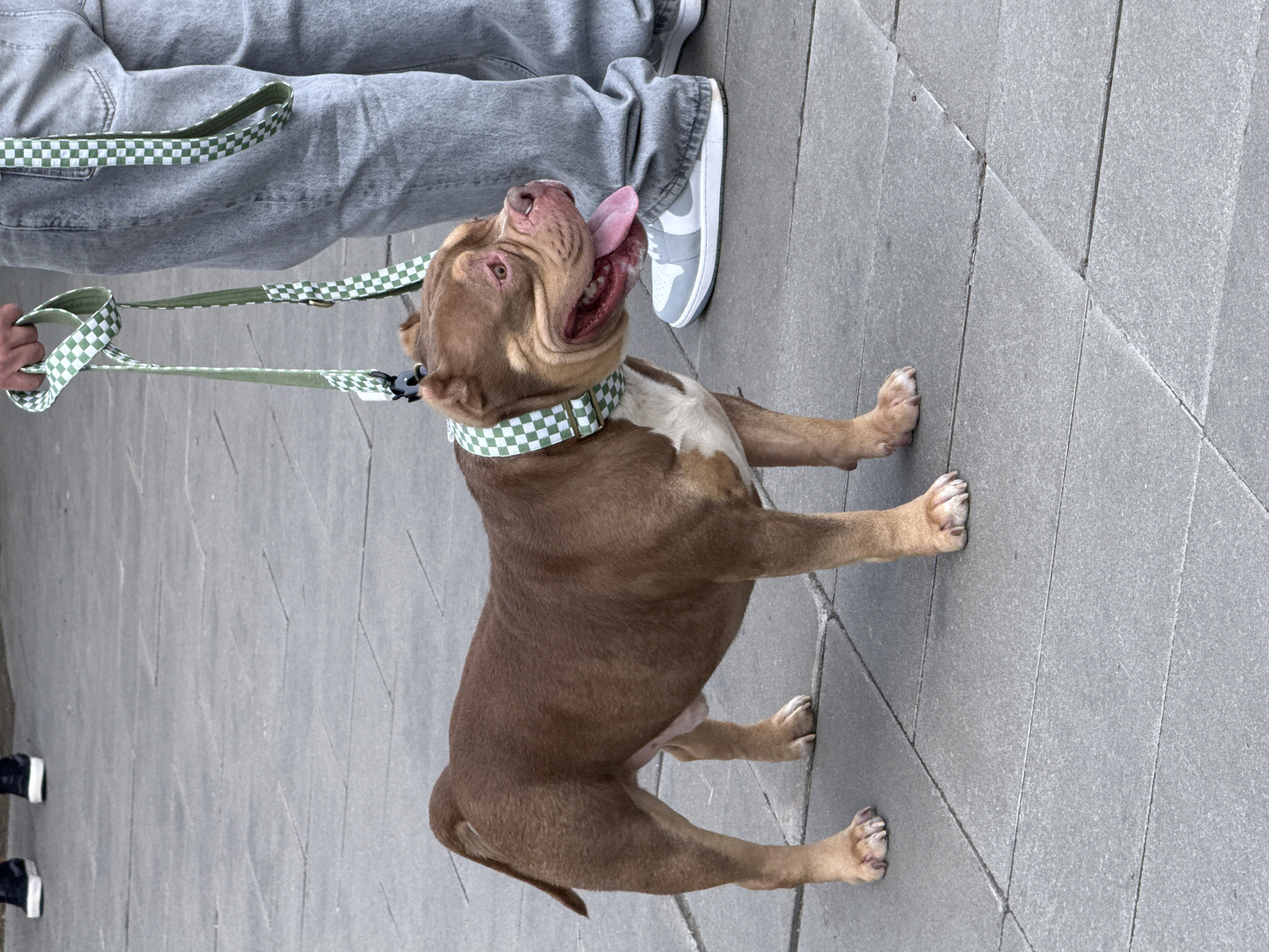 A brown and white dog, likely a bull breed, is being walked on a leash by a person, whose legs and hand are visible. The dog is the central focus, appearing happy and energetic, with its mouth open, tongue out, and looking upwards. It wears a distinctive green and white checkerboard patterned collar, with a matching leash held by the person's hand.
The dog has short, reddish-brown fur with white markings on its chest and snout. Its eyes appear light brown or reddish. The person is wearing grey jeans and light grey and white sneakers. The setting is an outdoor paved area, likely a sidewalk or pedestrian zone, made of grey rectangular and trapezoidal concrete slabs or tiles, some arranged diagonally. The lighting suggests it is daytime. No specific weather conditions are discernible, but it appears to be a clear day. The overall mood conveyed is one of a cheerful dog walk. There is no visible text in the image. The location is Saint Petersburg, Russia.