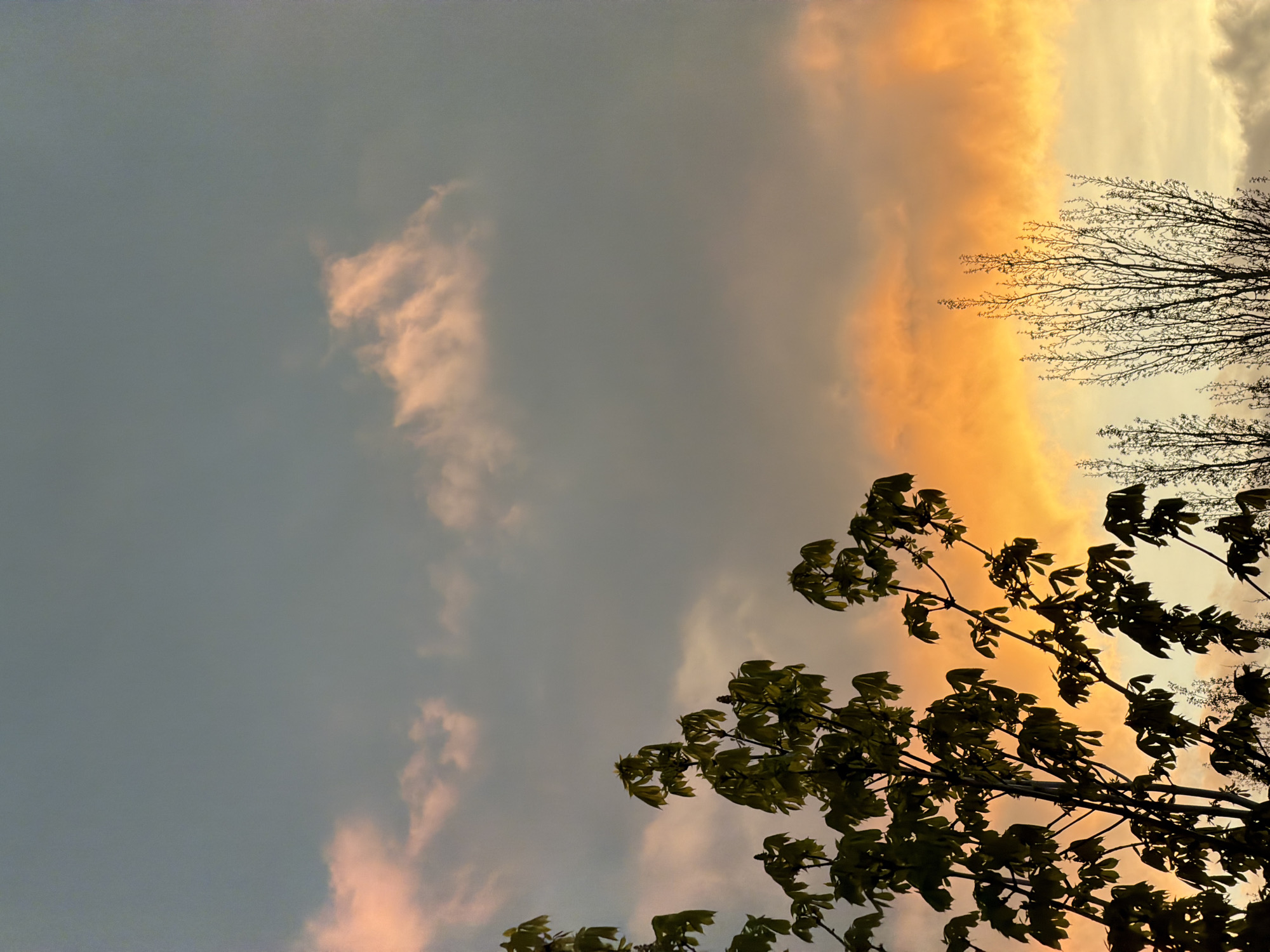The image depicts a low-angle view of a sunset, with tree branches and leaves in the foreground, and clouds illuminated by golden light in the background. The sky transitions from greyish-blue to orange-yellow hues. Some bare tree branches are visible in the upper-right. No people are visible in the frame. The image location is not evident from visual analysis alone and thus cannot be inferred.