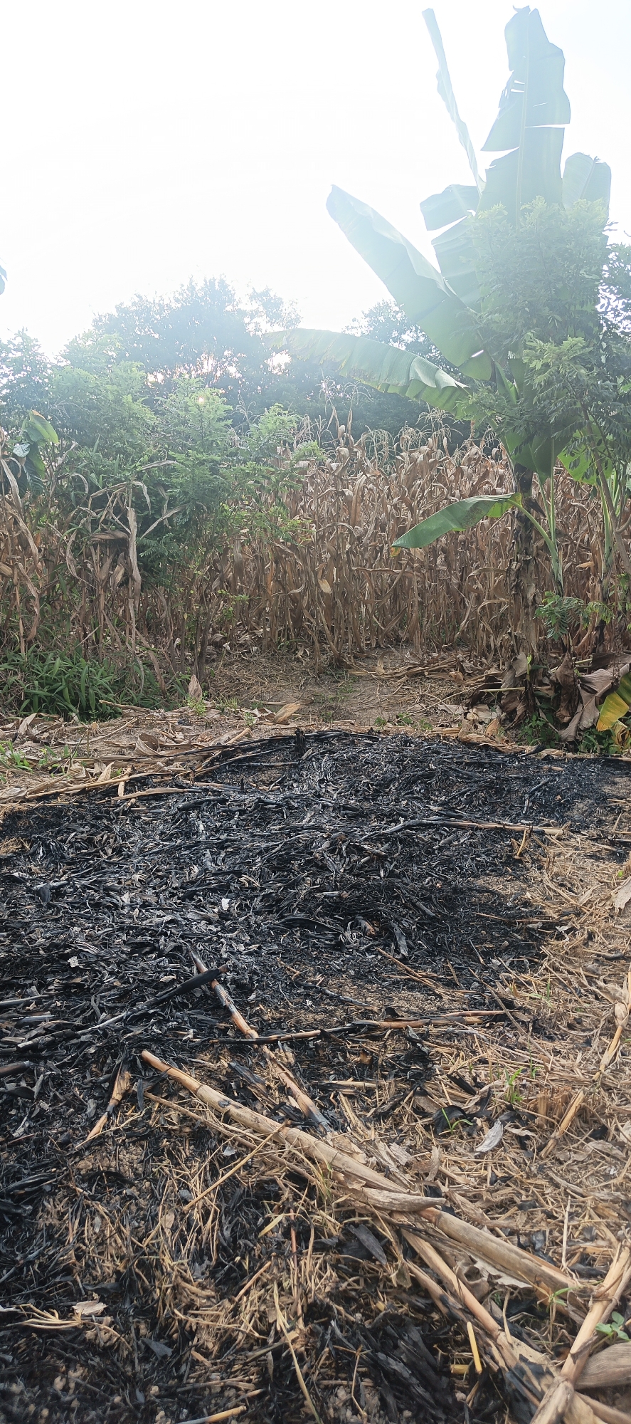 This is a vertical, medium shot image of a field with remnants of a fire in the foreground. The foreground is dominated by a pile of black ash and charred stalks, with some dried stalks and grass scattered around it. In the midground, there is a dense stand of dry, brown corn stalks, suggesting a harvested or past-season crop. To the left and right of the cornfield, and in the background, are various green trees and foliage. A large banana tree with broad leaves is prominently visible on the right side of the image, its leaves reaching towards the bright, overexposed sky. The sky is largely white and blown out, indicating bright daylight, possibly early morning or late afternoon. The overall scene depicts a rural agricultural area, likely in Cinta Dame, Indonesia, after a fire has cleared a portion of the field. There are no people visible in the image.
