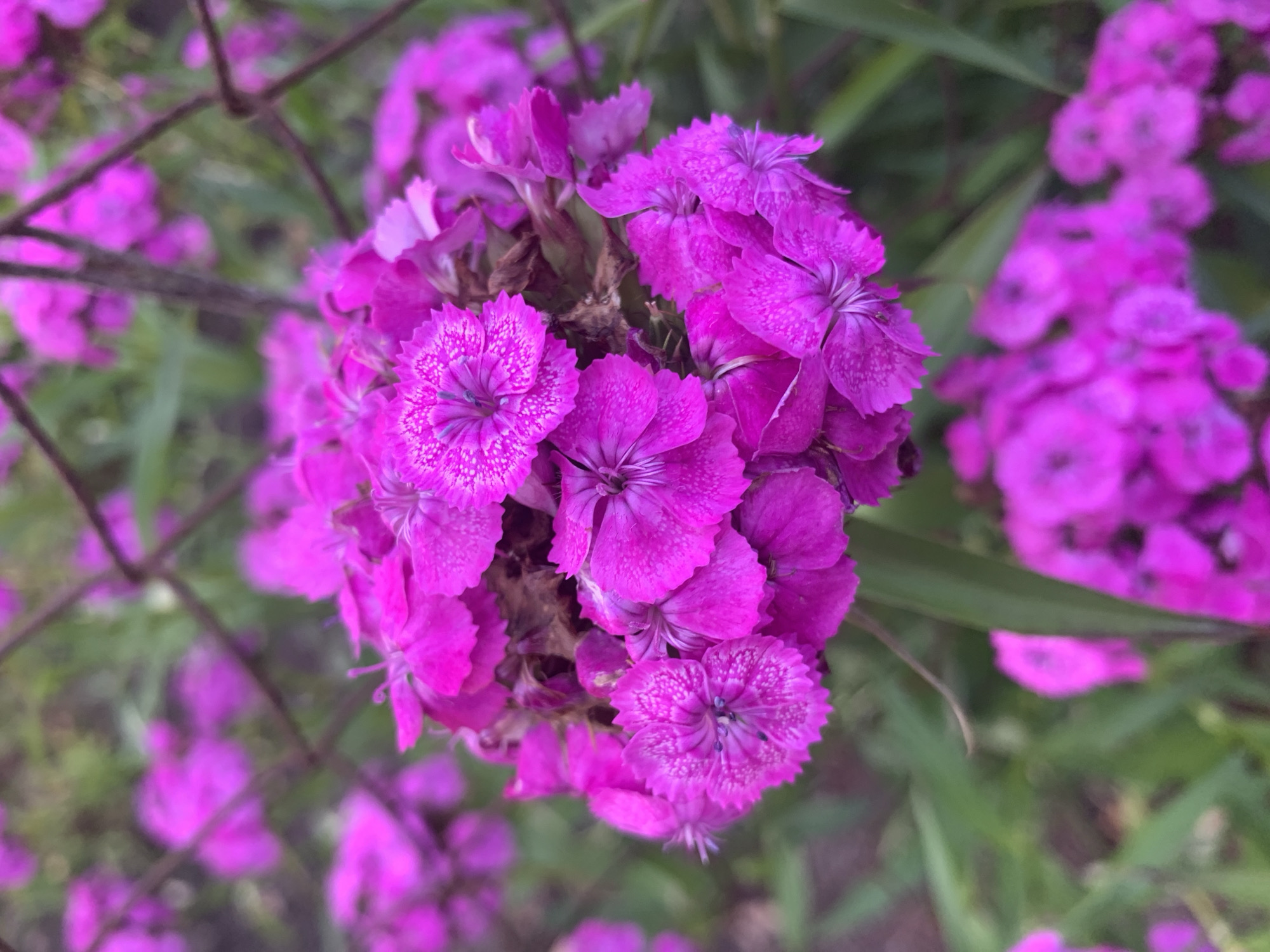This is a close-up, vertical, eye-level shot of a cluster of vibrant magenta flowers. The flowers have deeply serrated petals and a central, darker region with visible stamens. The background is blurred, with more of the same magenta flowers and green foliage. A few thin, dark brown strands, possibly wire or branches, are visible in the upper right quadrant, horizontally and diagonally crossing the frame. The lighting appears natural and diffused, suggesting an outdoor setting. The image is focused on the detail and texture of the flowers. The location, Відзаўскі сельскі Савет, Belarus, is an agricultural area with likely abundant natural vegetation.