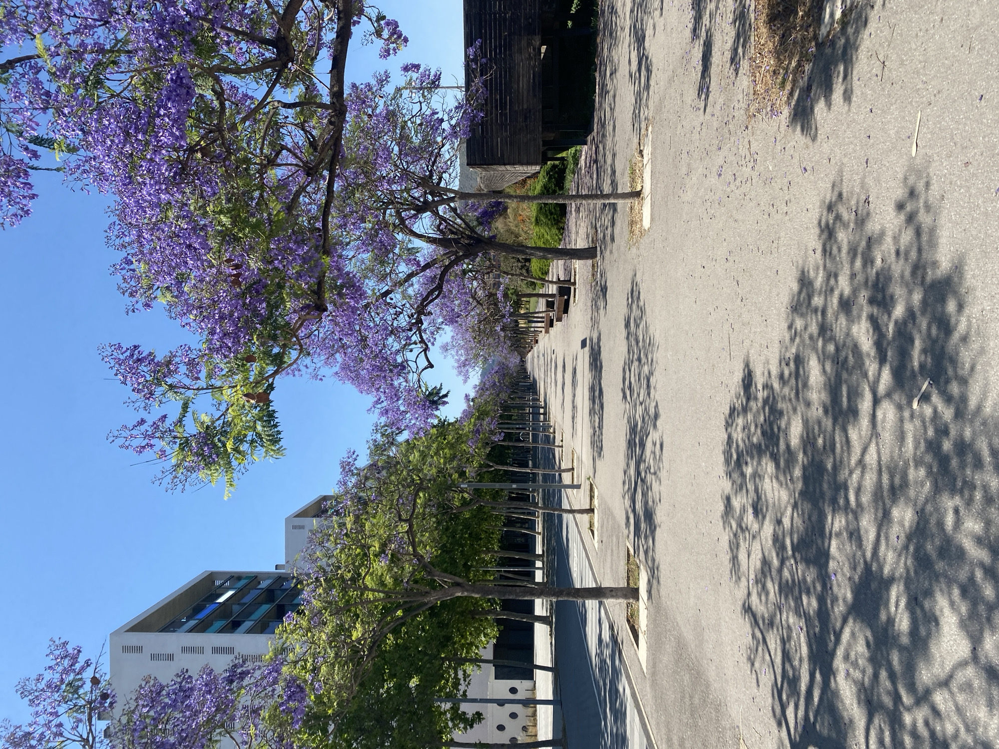 This is a photograph of a tree-lined walkway in Viladecans, Spain. The walkway is paved with asphalt and bordered by concrete planters where young trees are planted. In the foreground, shadows of trees are cast on the walkway. In the background, there is a row of jacaranda trees in full bloom, their purple flowers creating a vibrant canopy. Beyond the trees, a modern building with a white facade and blue-tinted windows is visible. To the right, a dark wooden structure with horizontal slats is situated. The sky is clear and blue. The scene depicts a sunny day in an urban environment with abundant greenery.