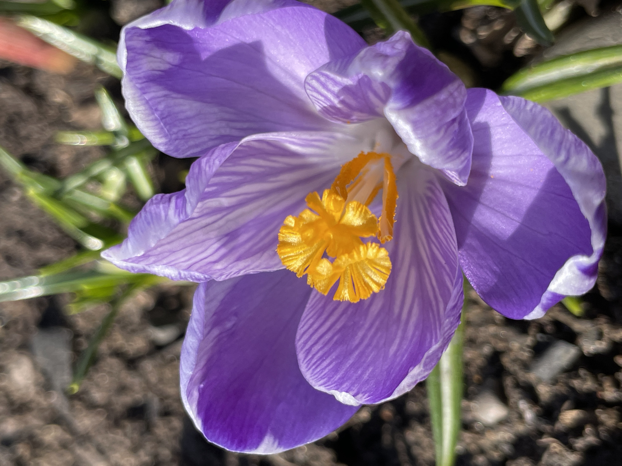 A close-up photograph displays a purple crocus flower in full bloom. The petals are variegated with streaks of white, and their tips have a subtle white edge. The flower's central stamen is bright yellow. The plant is growing outdoors, evidenced by the surrounding soil and blades of green grass. The location, Zav'yalovo, Russia, is unlikely to be determinable from the image alone.